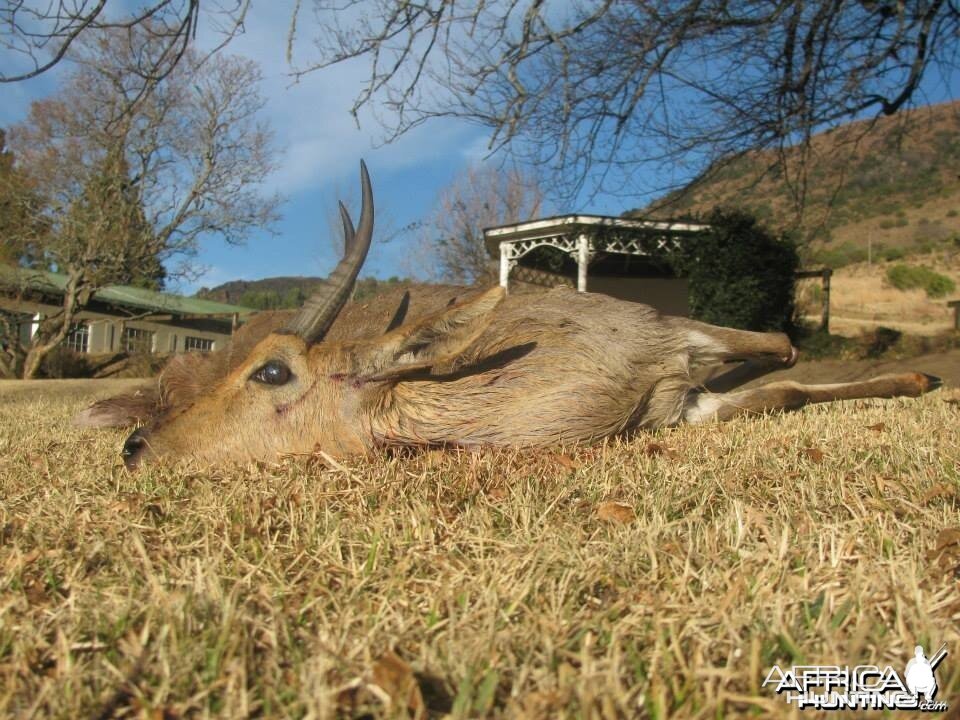 Mountain Reedbuck Hunting Mankazana Valley