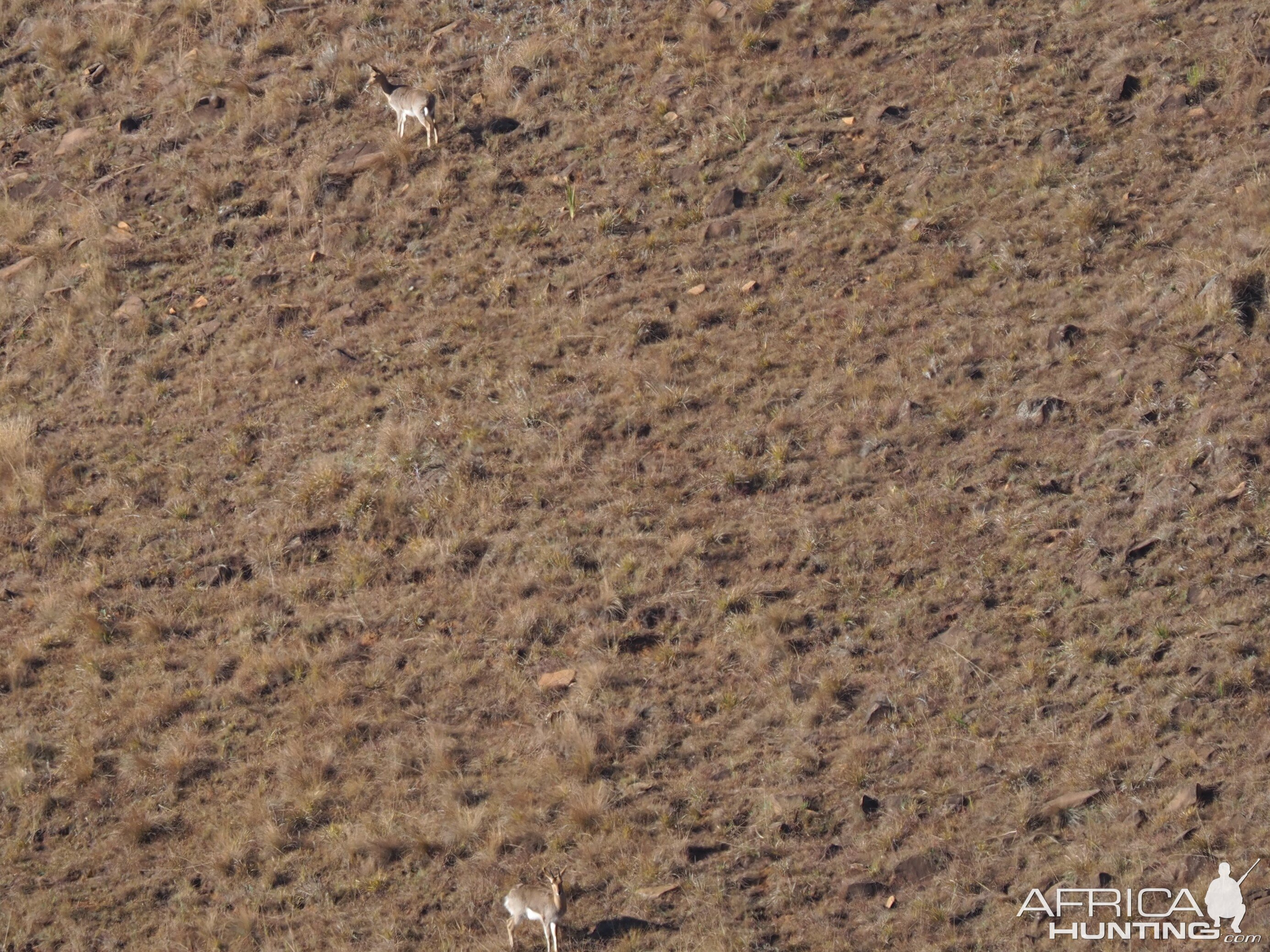 Mountain Reedbuck South Africa