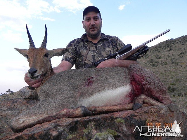 Mountain Reedbuck