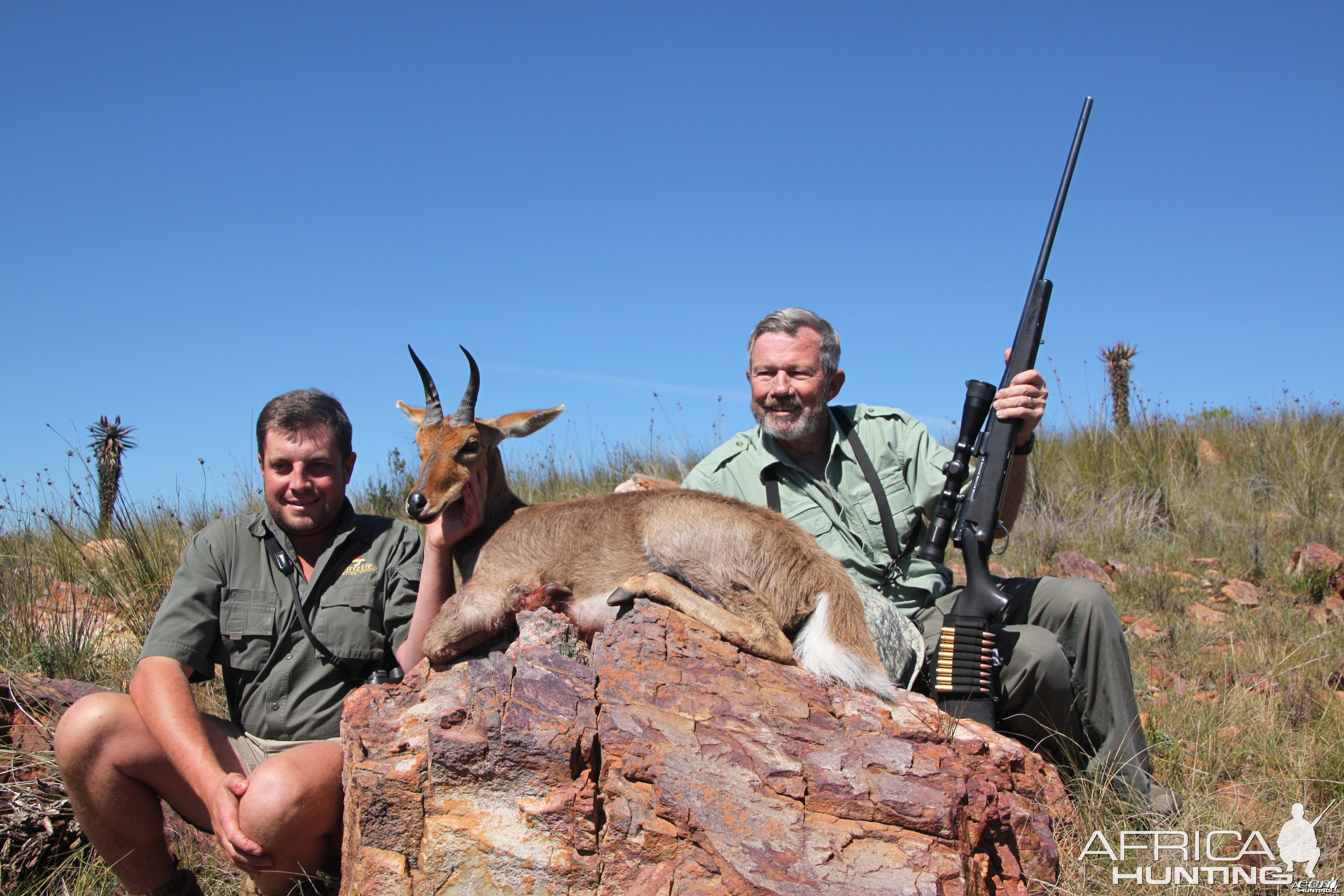 Mountain Reedbuck