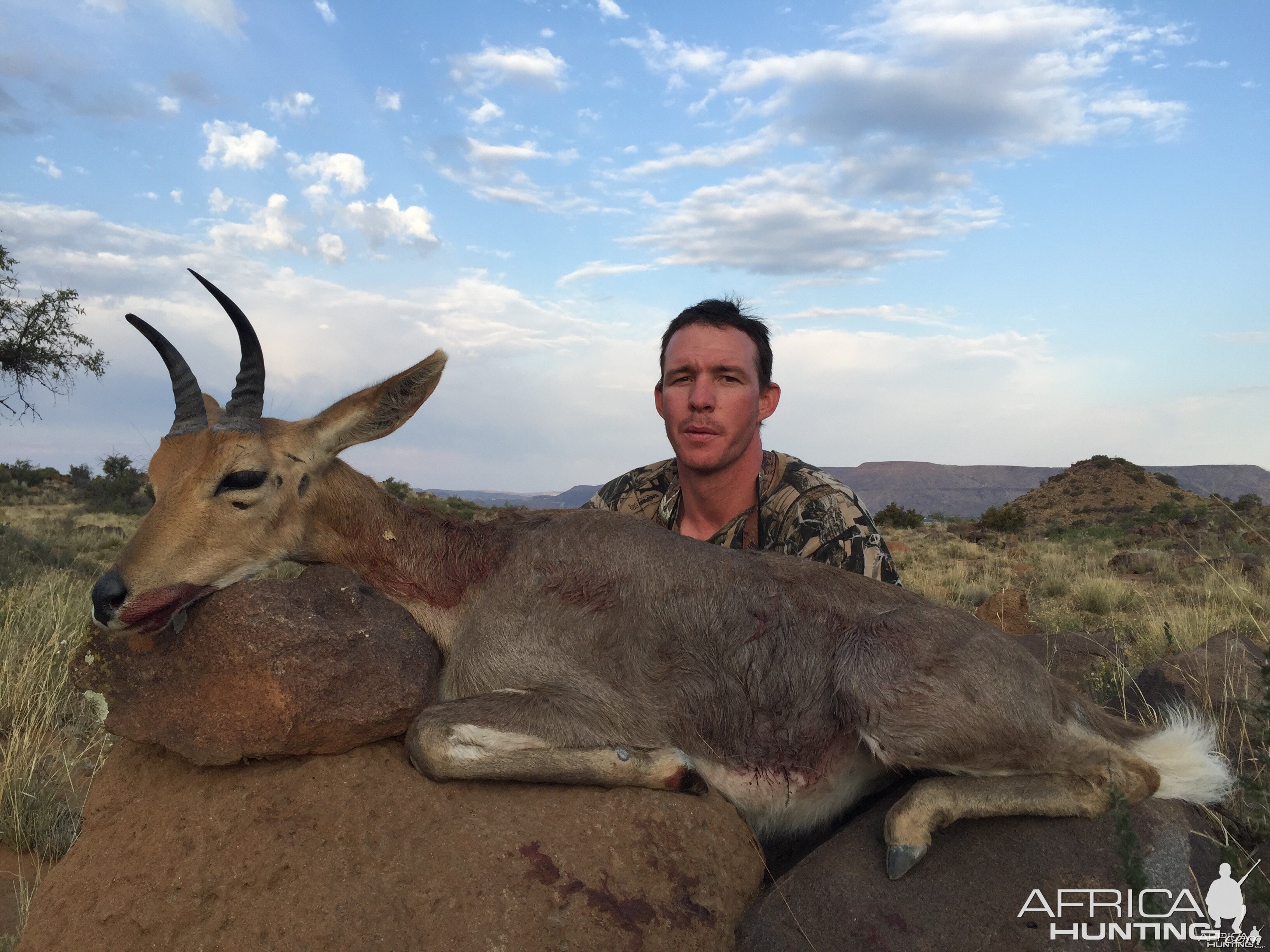 Mountain reedbuck