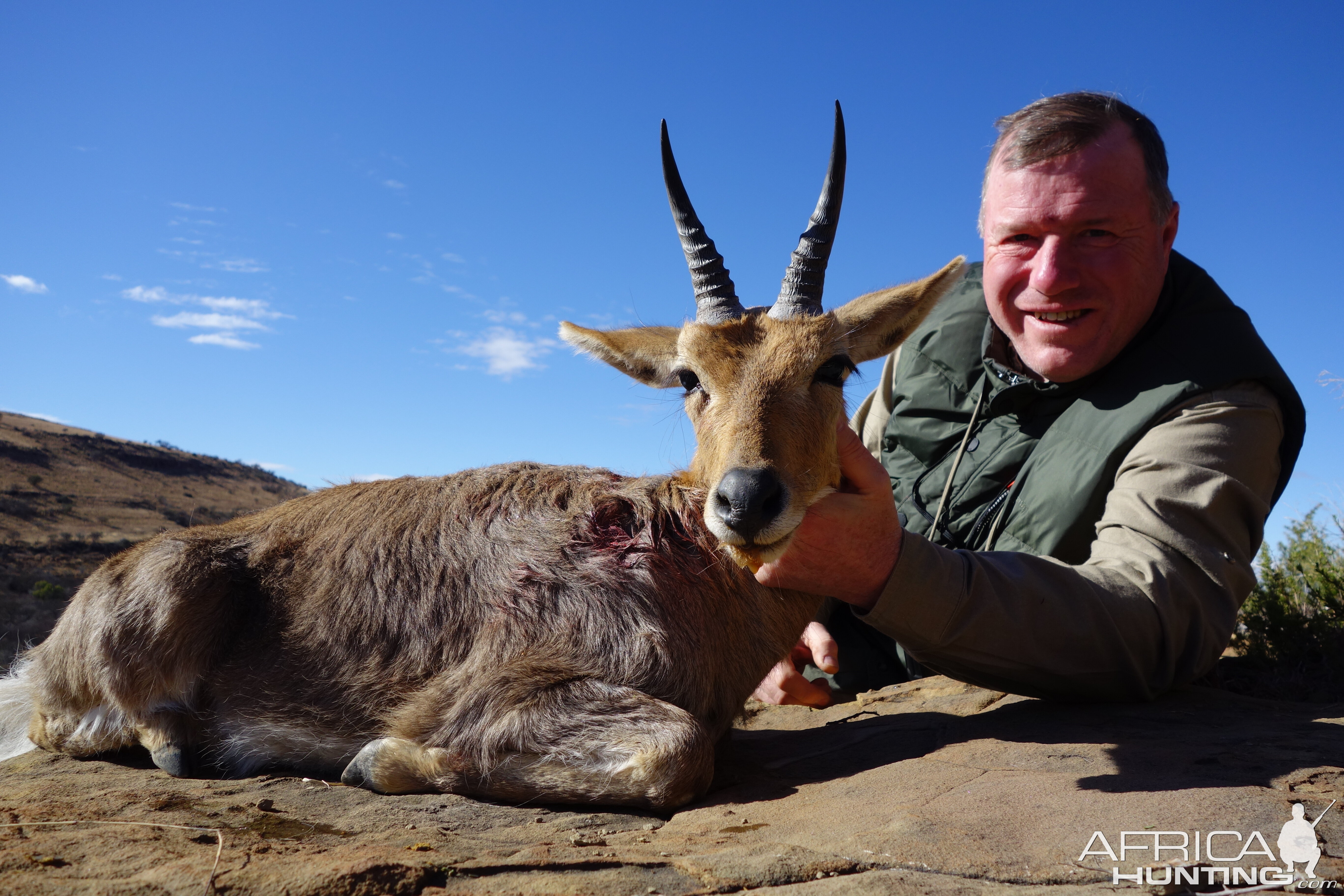 Mountain Reedbuck