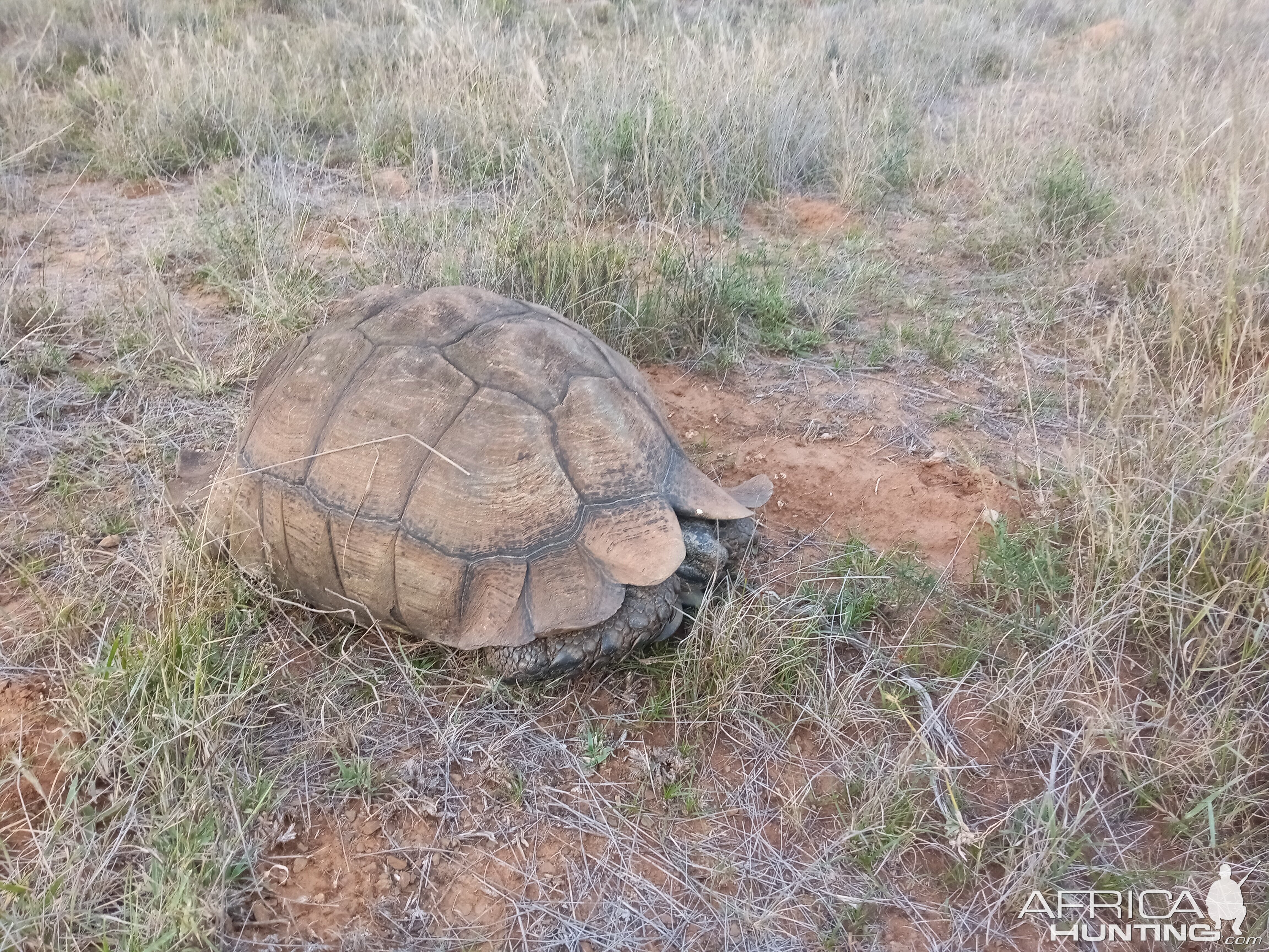 Mountain Tortoise Wildlife South Africa