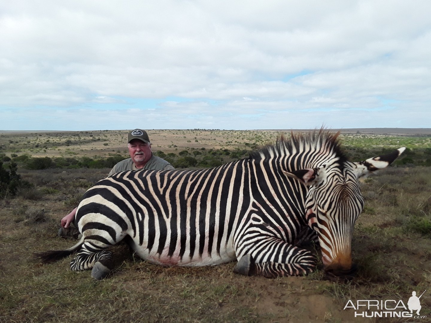 Mountain Zebra Hunting South Africa