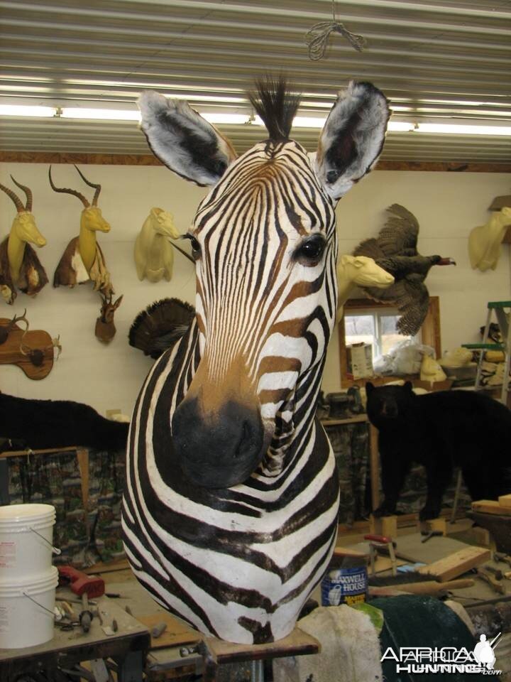 Mountain Zebra Namibia