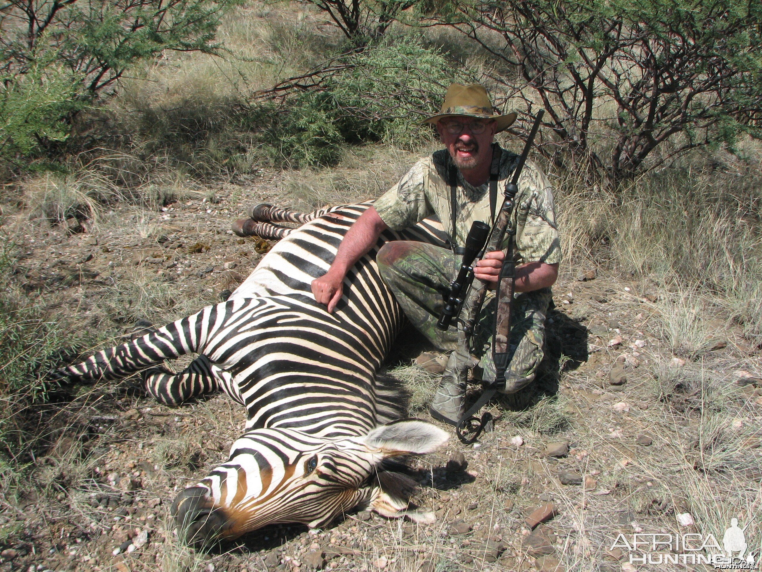 Mountain Zebra Stallion Namibia