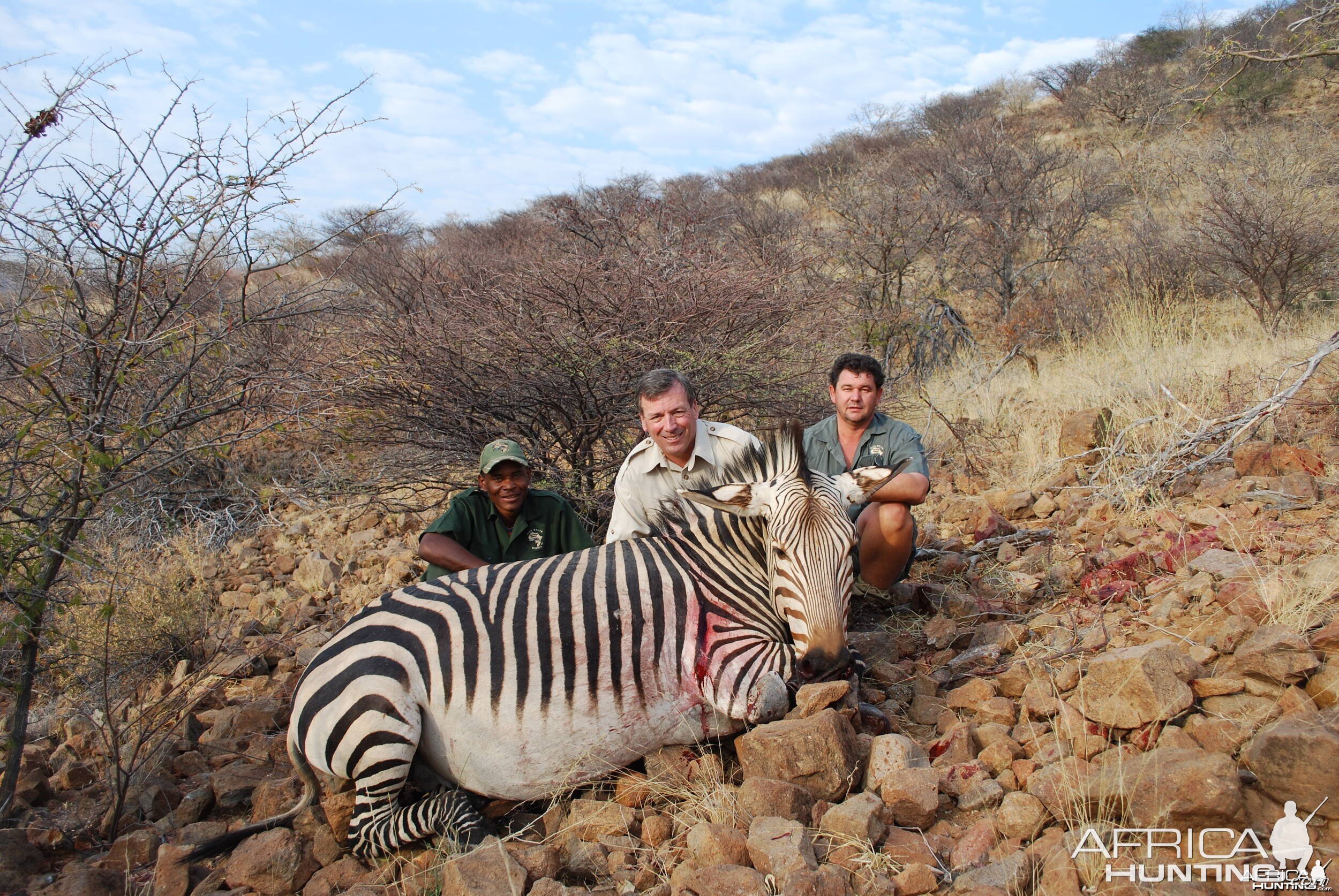 Mountain Zebra