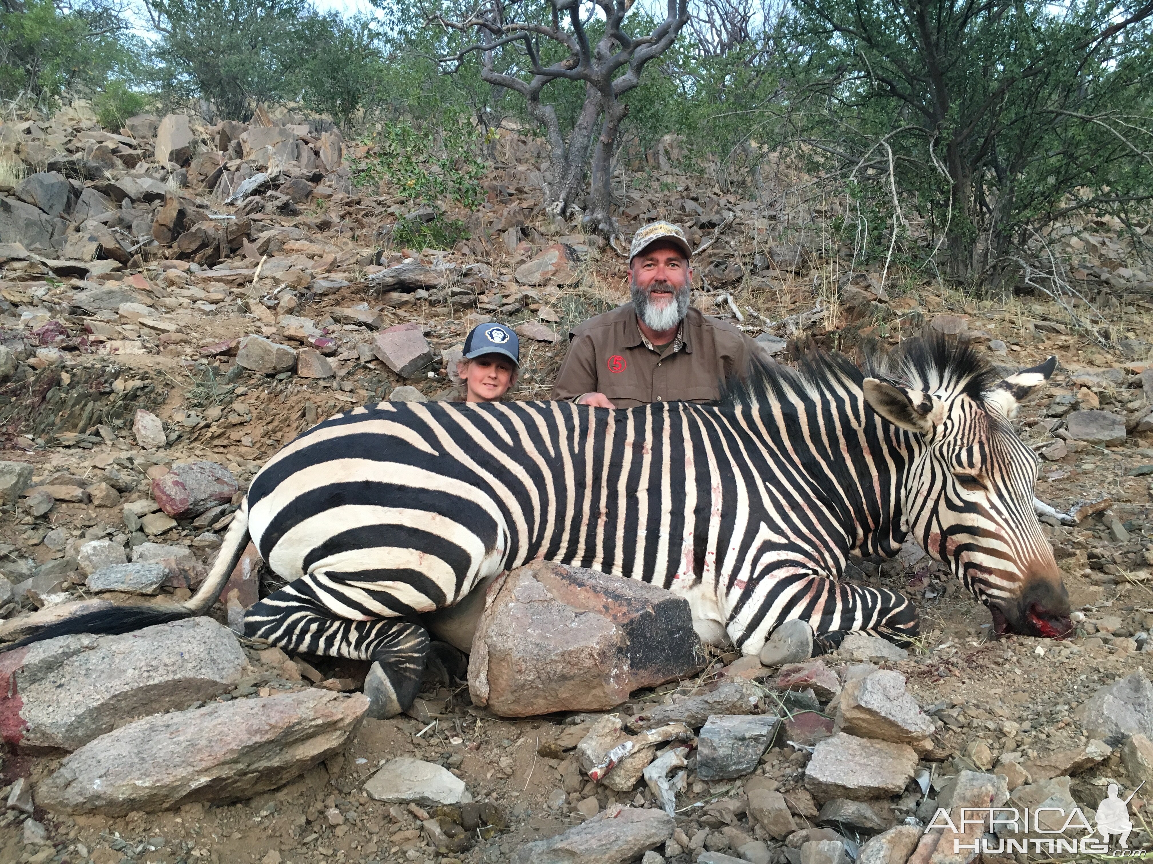 Mountain Zebra