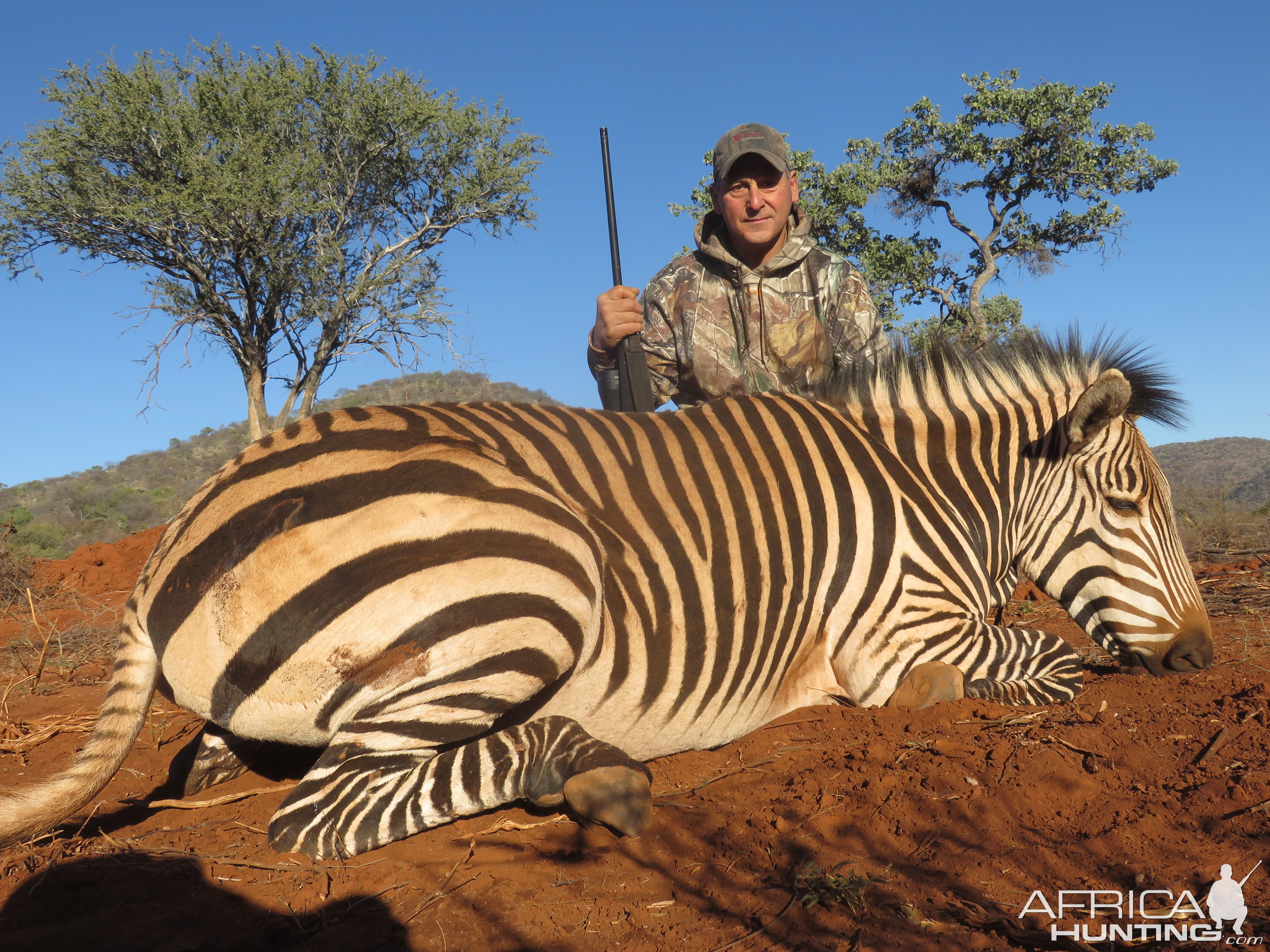 Mountain zebra