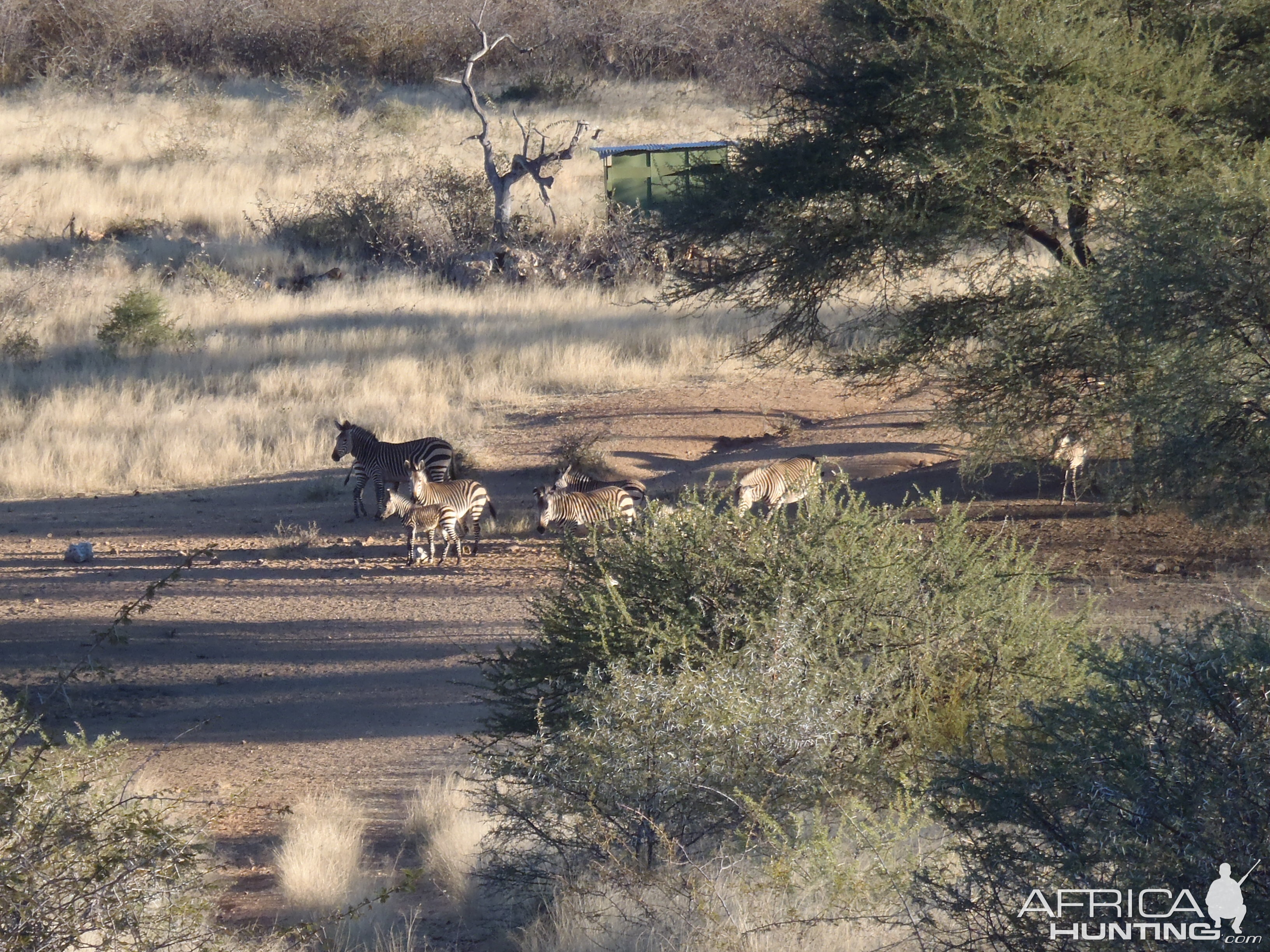 Mountain Zebras Namibia