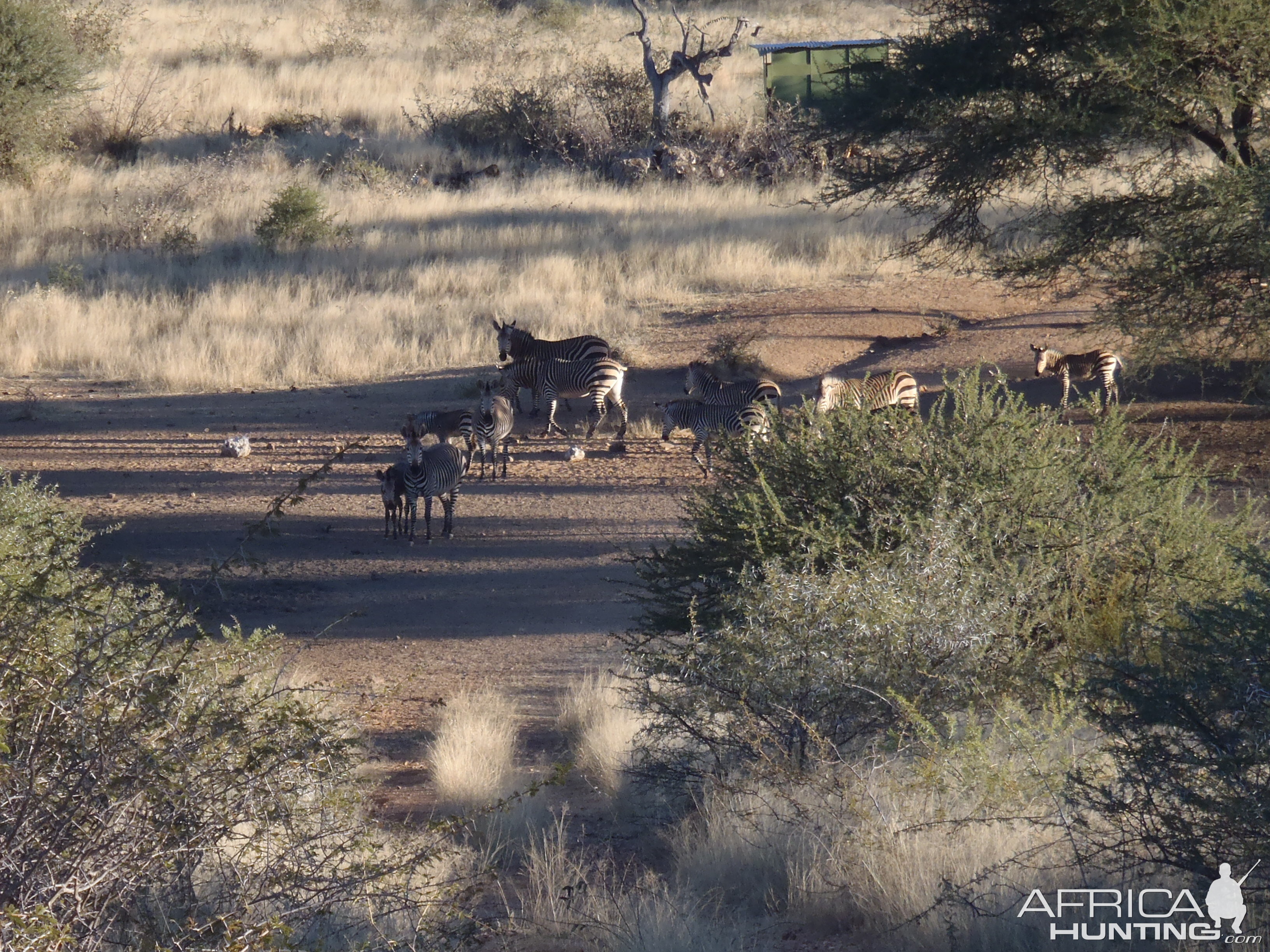 Mountain Zebras Namibia