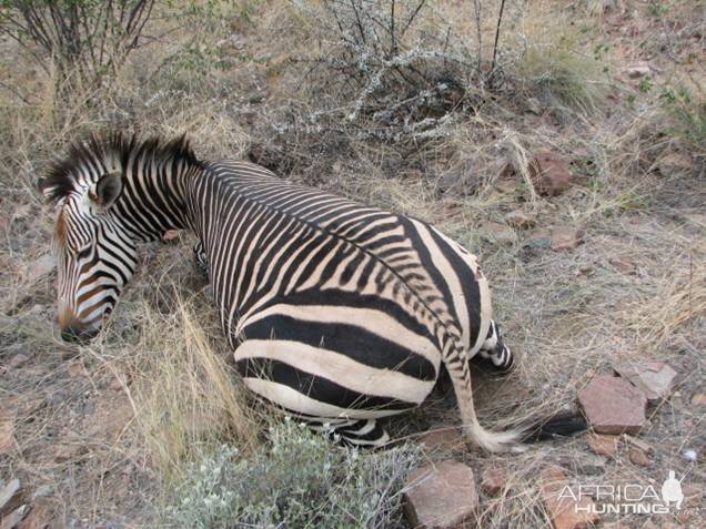 Mountian Zebra Namibia