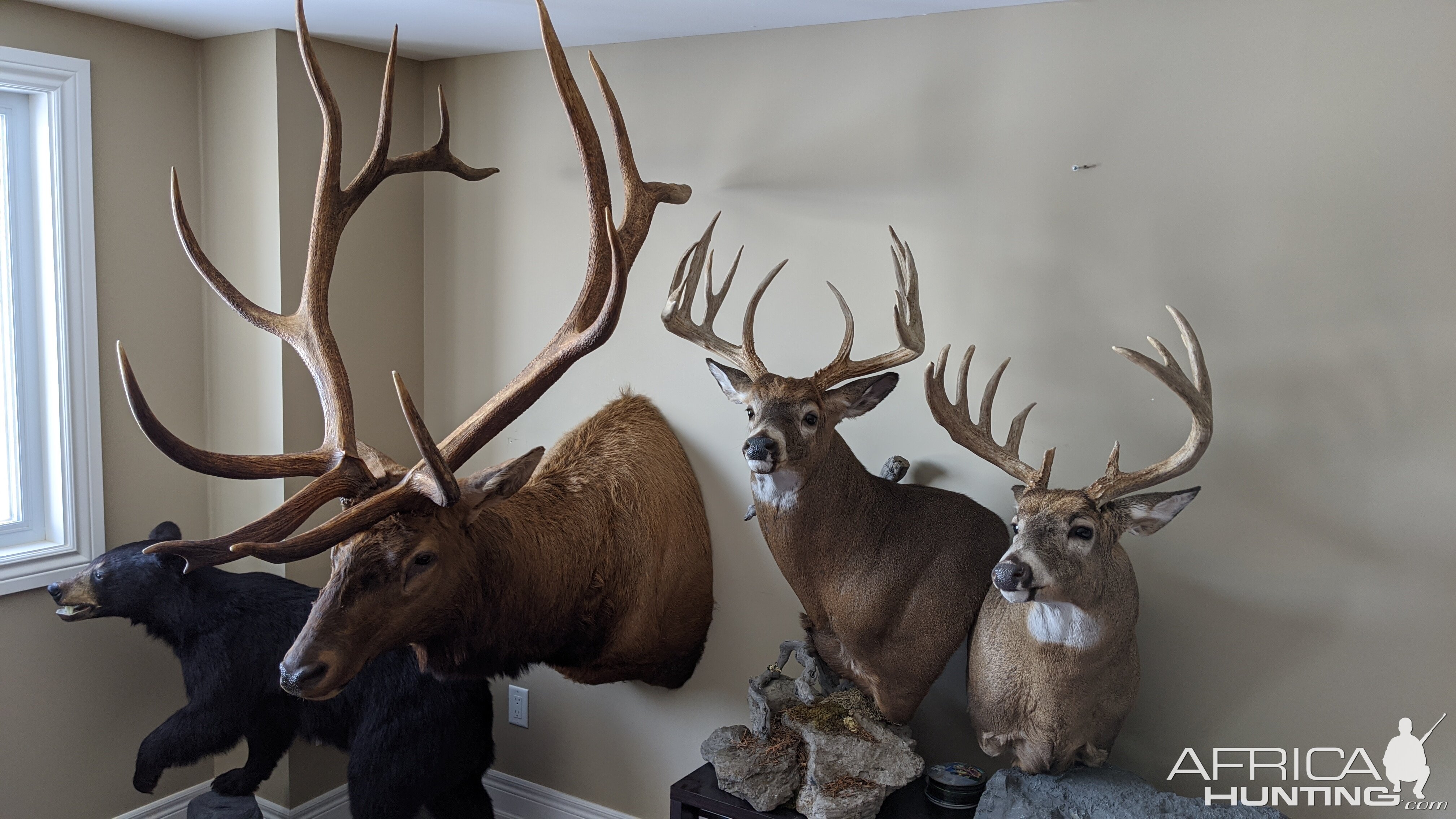 Mounts Taxidermy