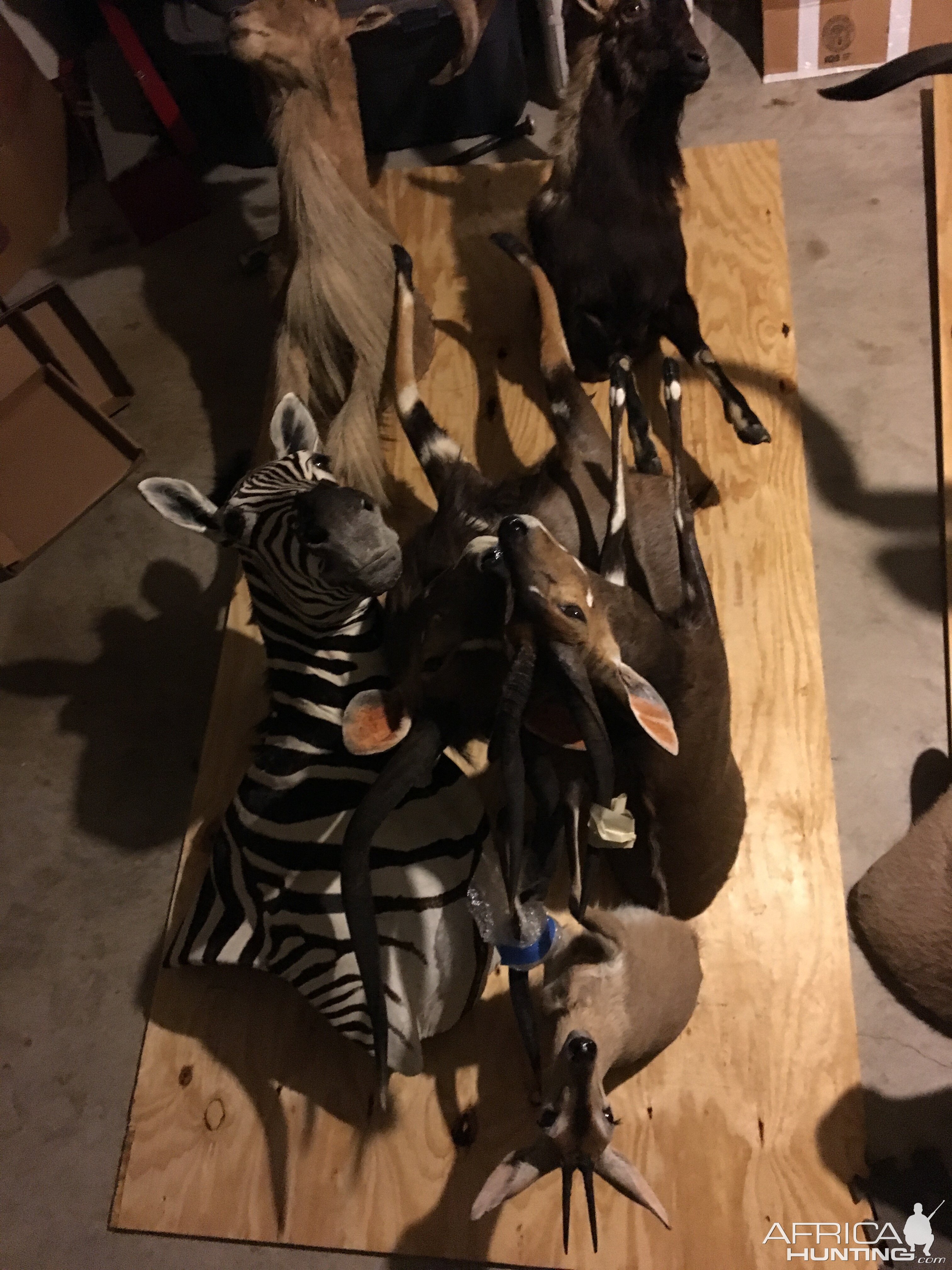 Moving 65 Trophy Mounts Taxidermy