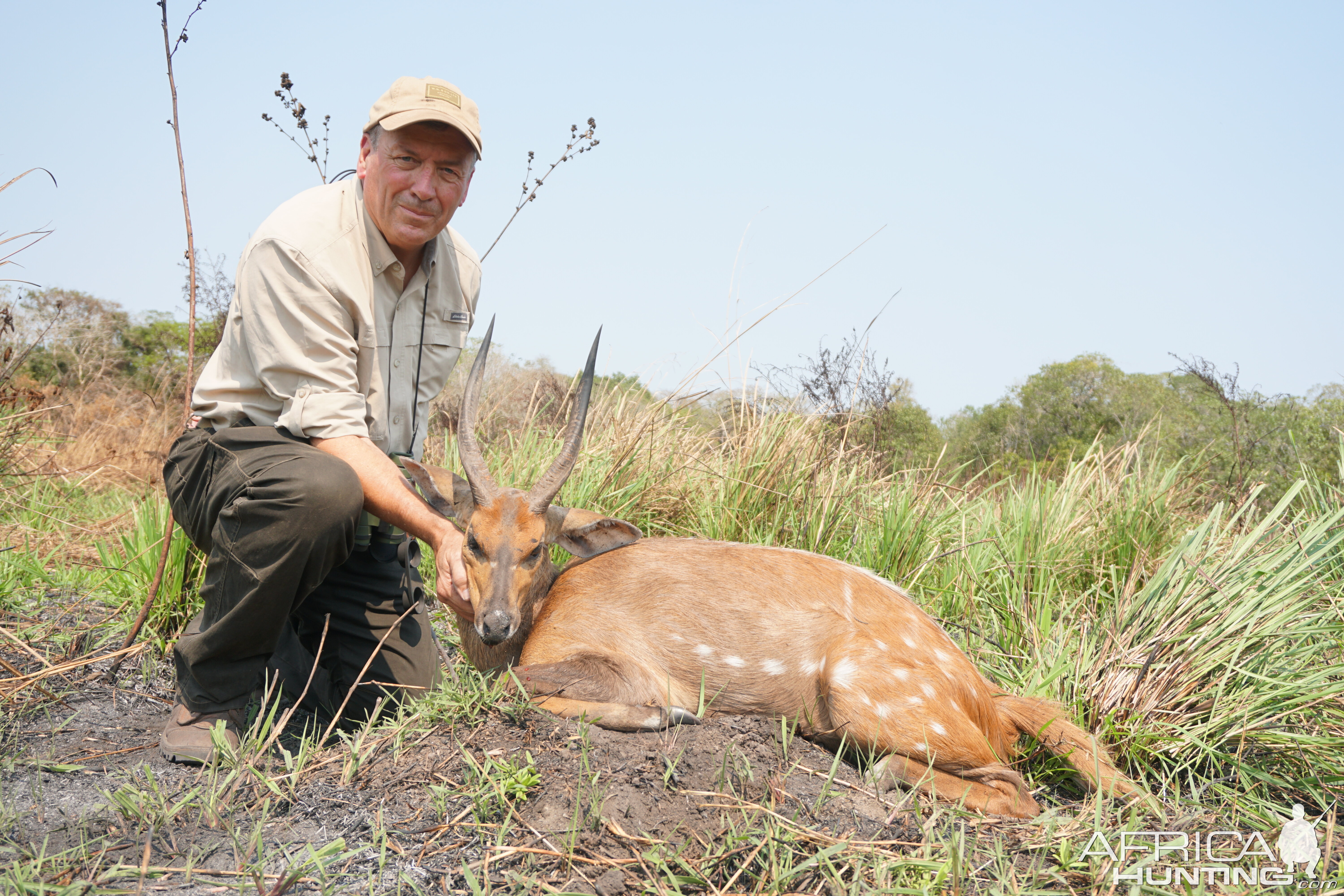 Mozambique Bushbuck