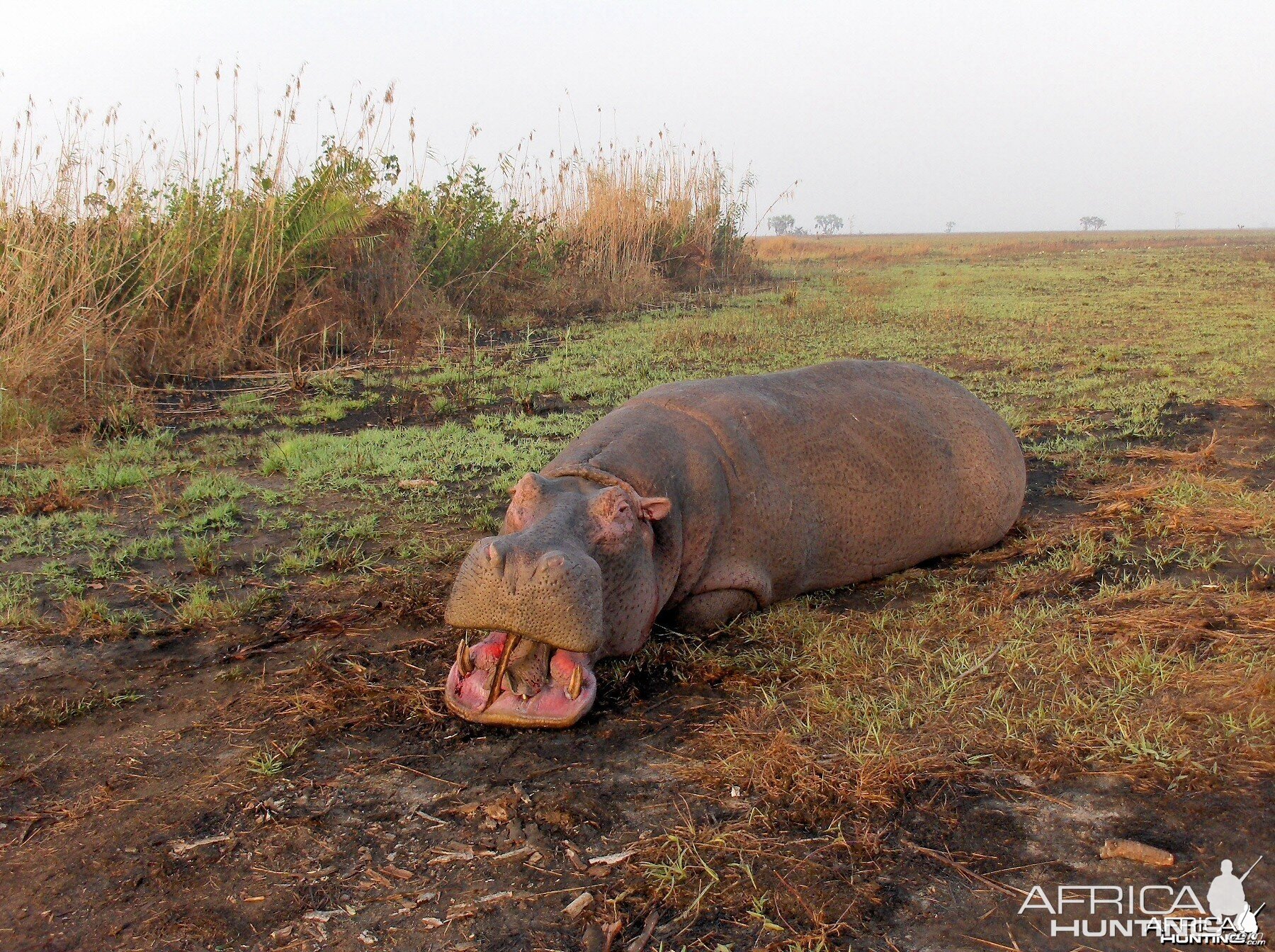 mozambique hippo