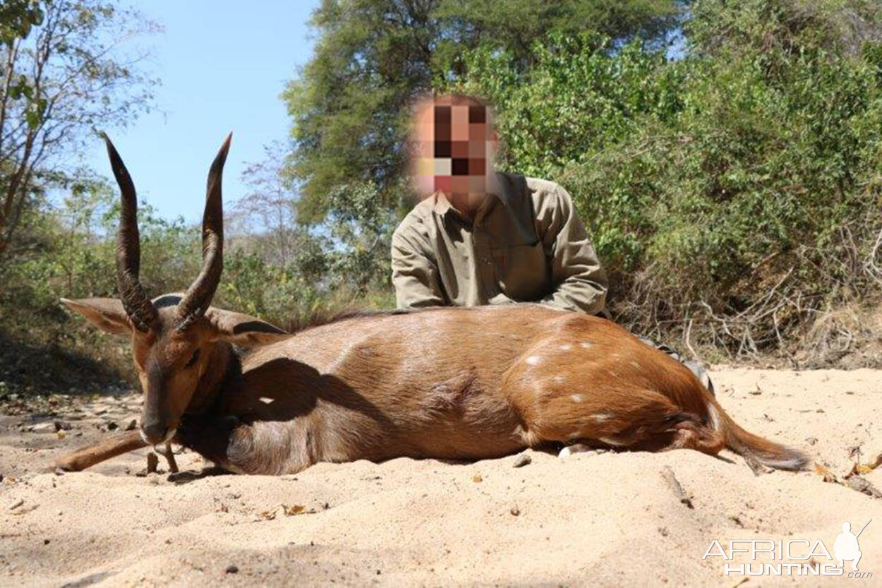 Mozambique Hunt Bushbuck