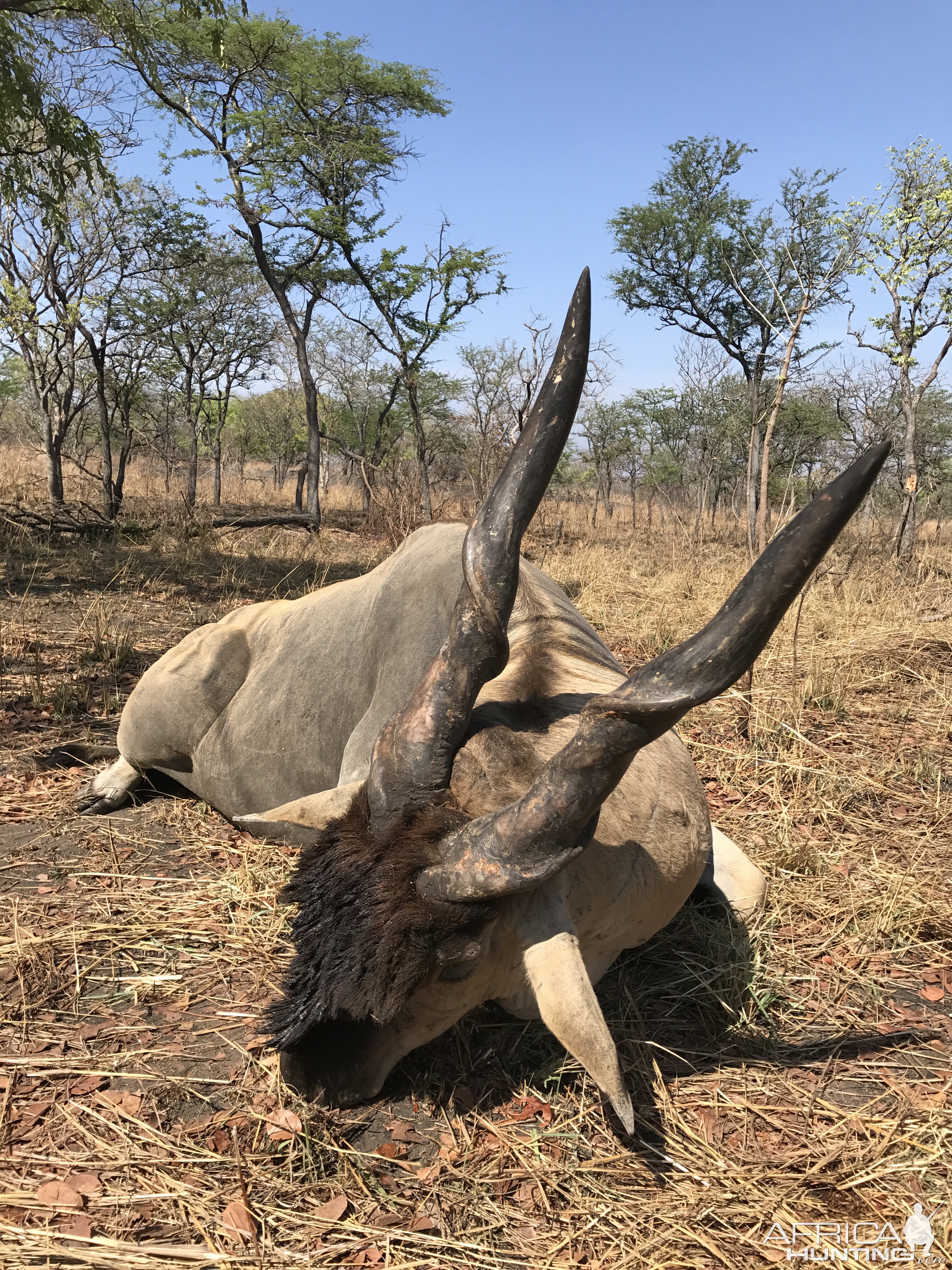 Mozambique Hunt Eland