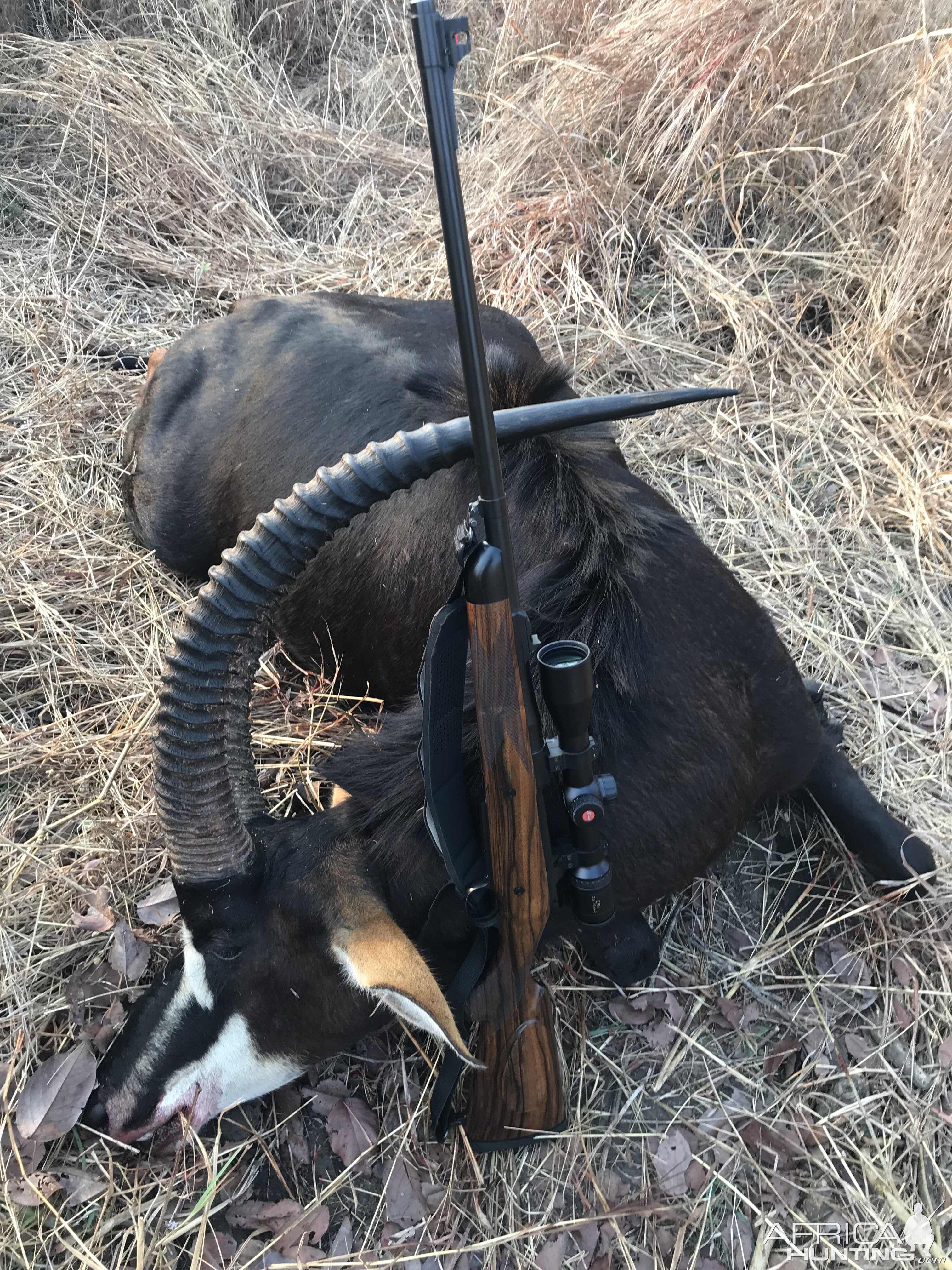 Mozambique Hunt Sable Antelope