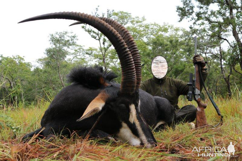 Mozambique Hunt Sable Antelope