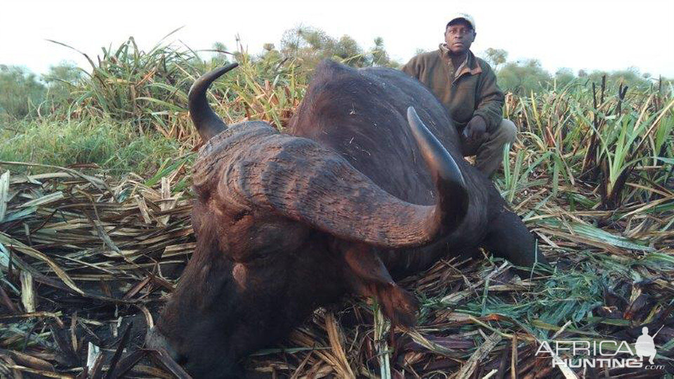 Mozambique Hunting Buffalo