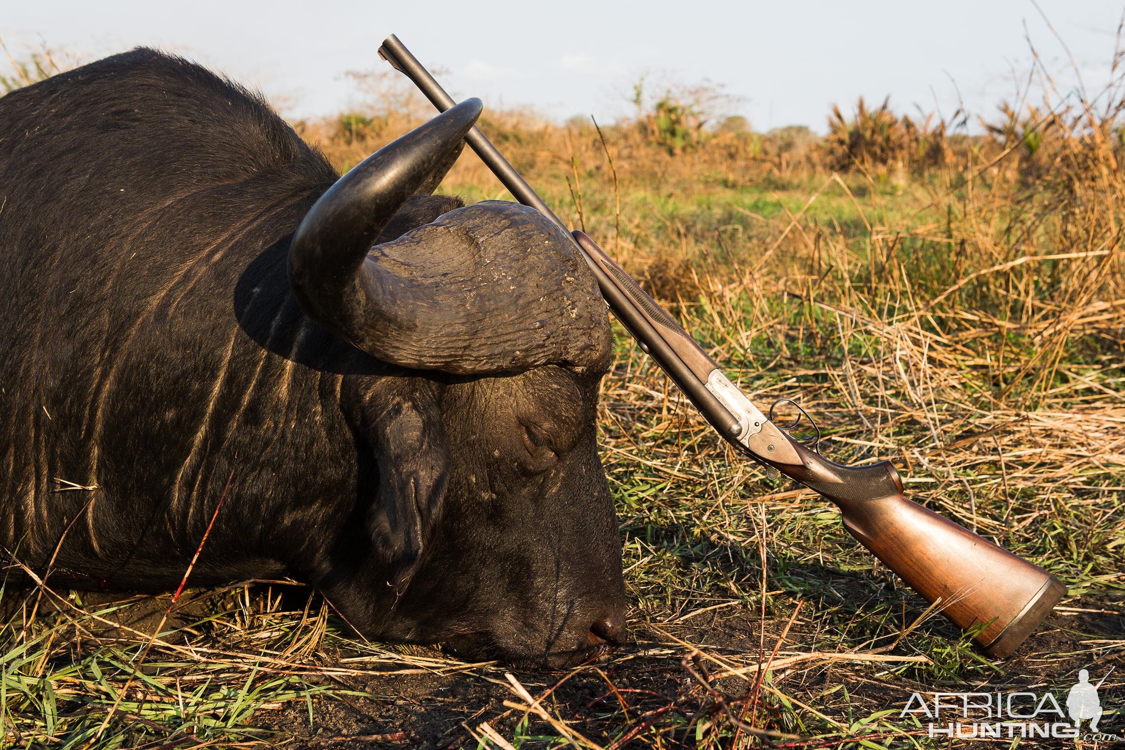 Mozambique Hunting Cape Buffalo