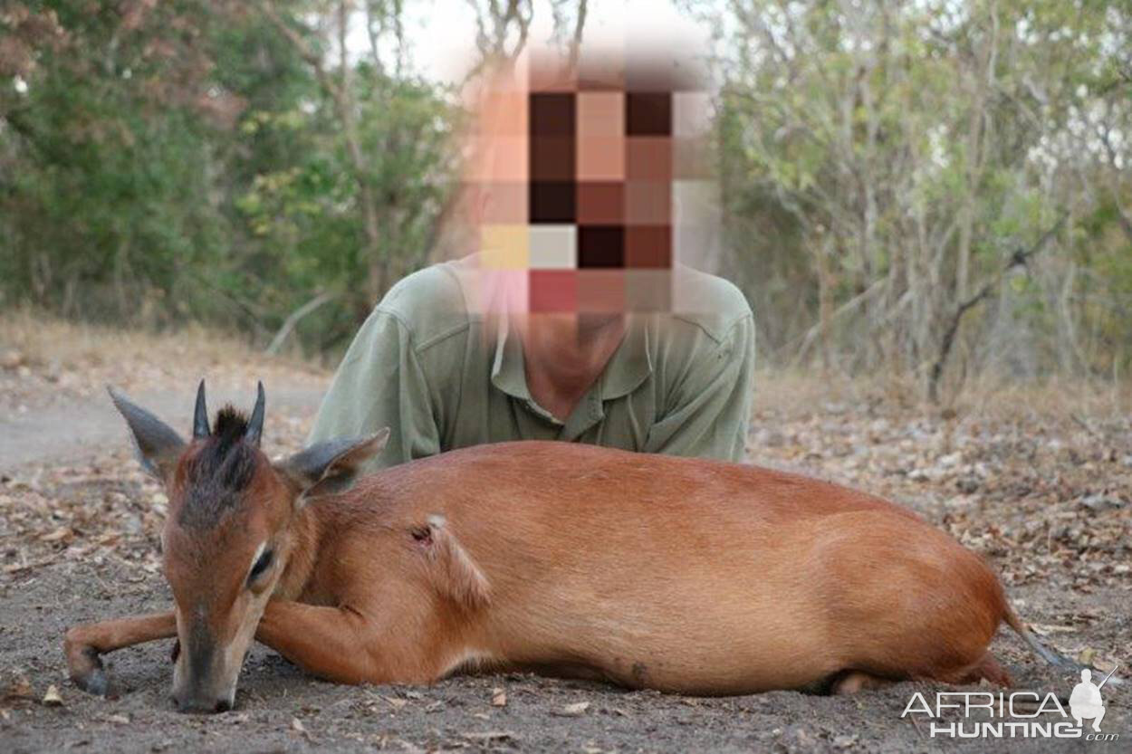 Mozambique Hunting Red Duiker