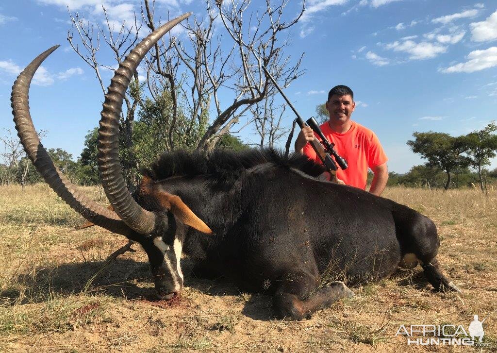 Mozambique Hunting Sable Antelope