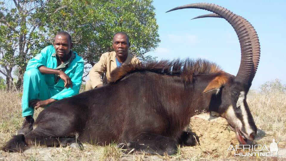 Mozambique Hunting Sable