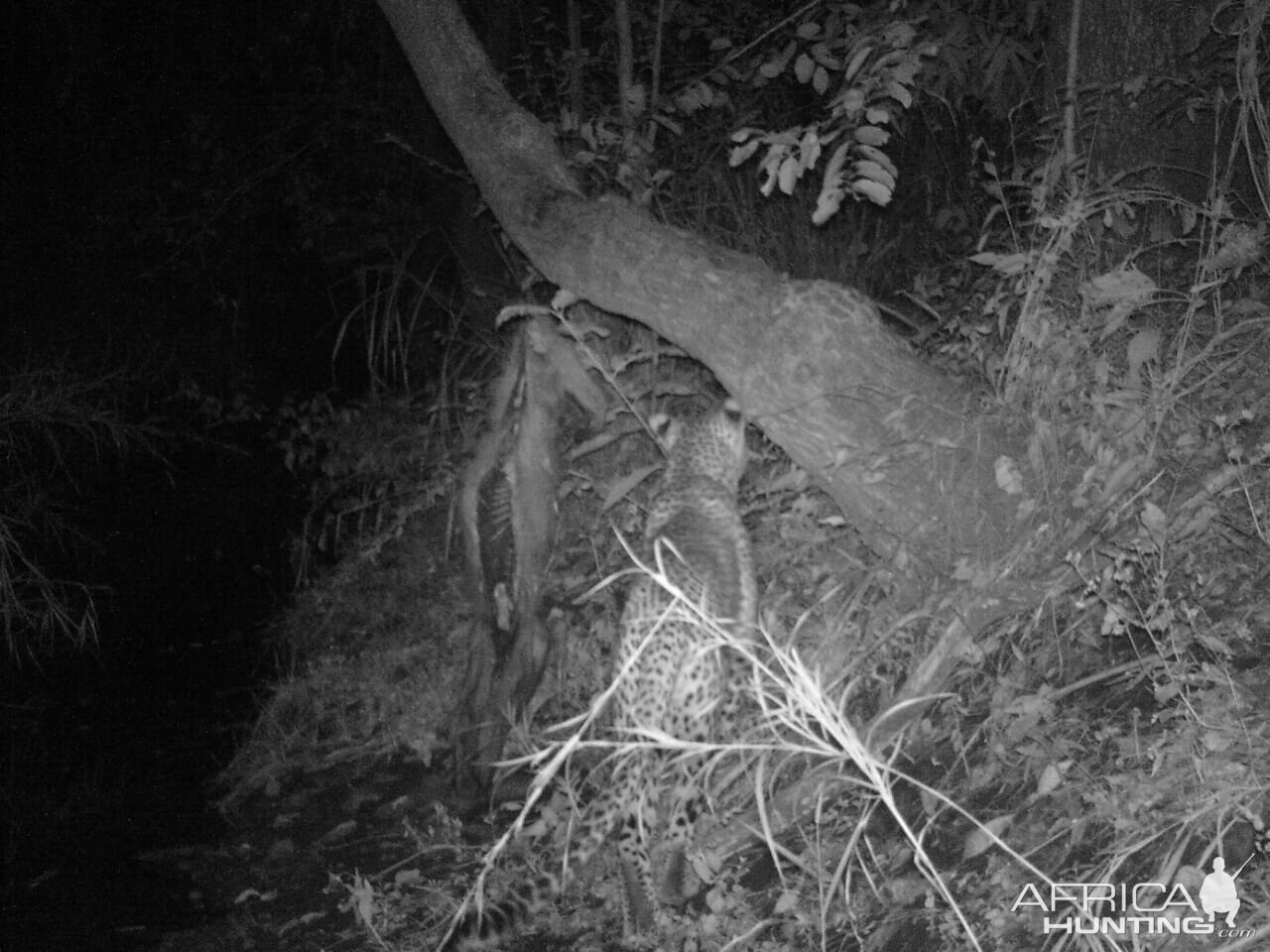 Mozambique Leopard Trial Cam