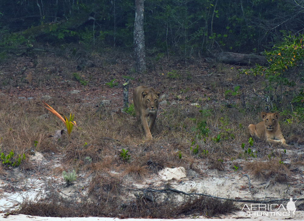 Mozambique Lions