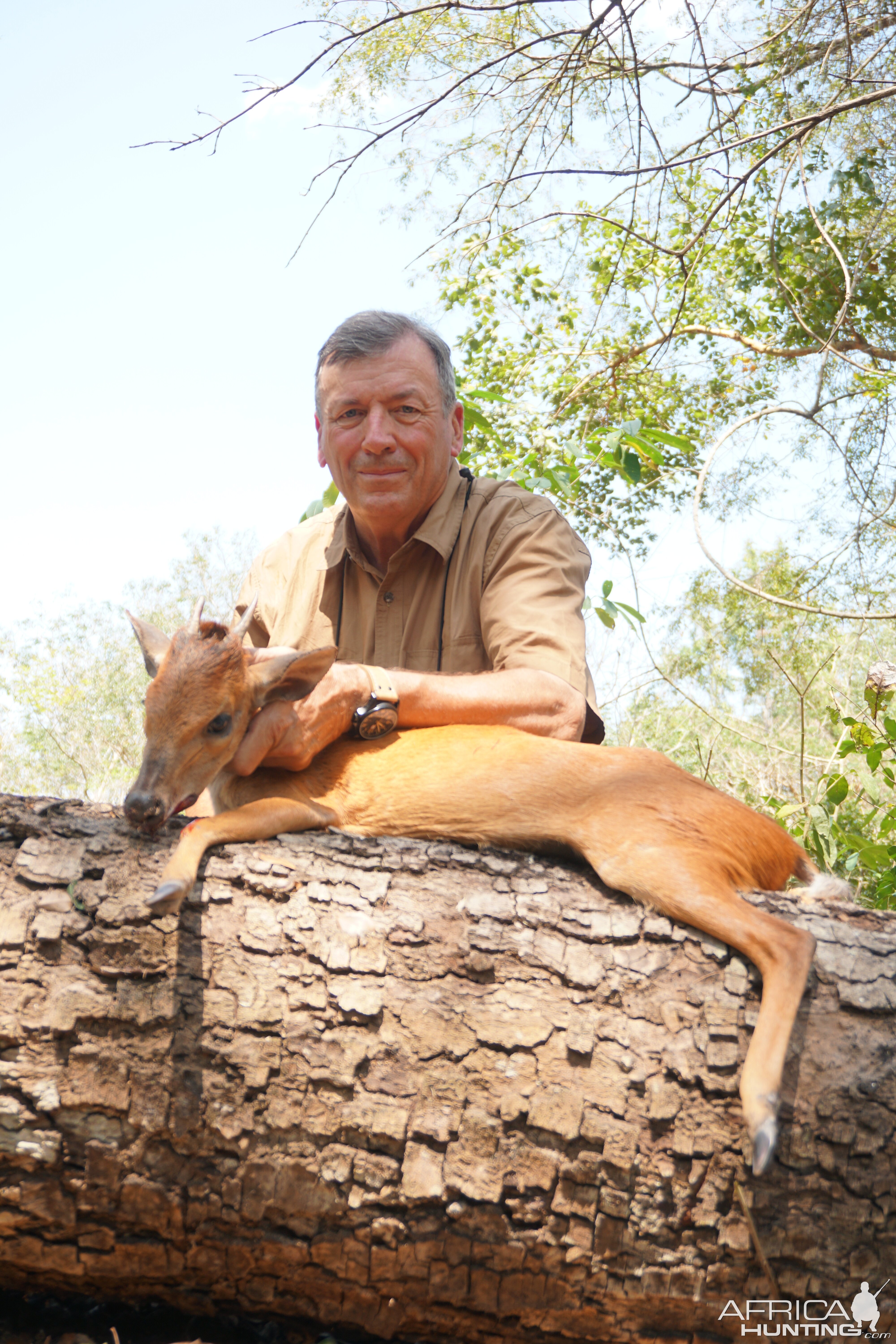 Mozambique Red Duiker