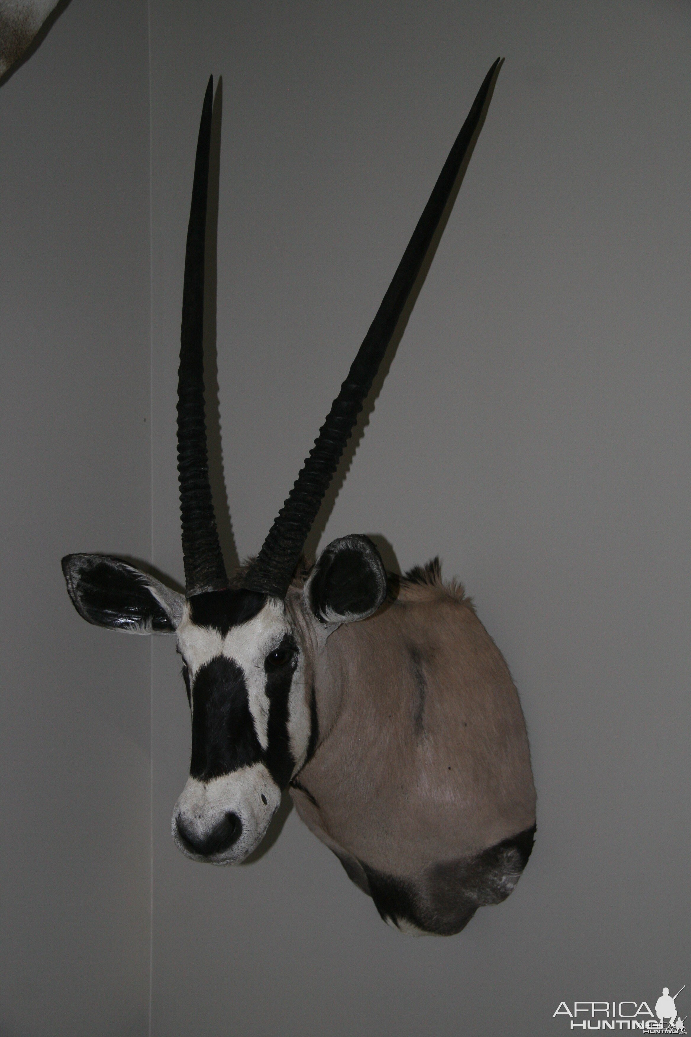 Mr. Krafts Gemsbok