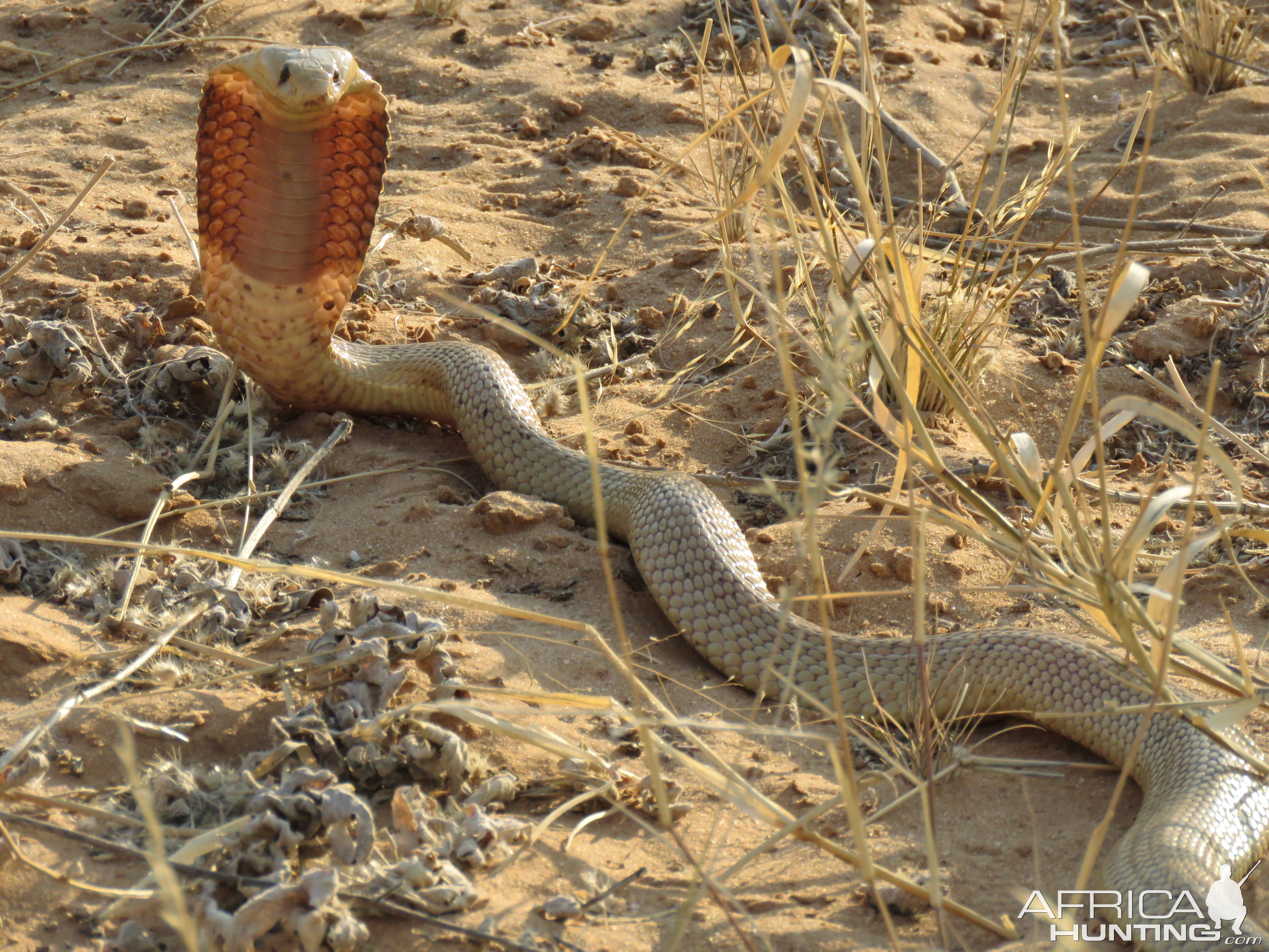 Mrs Cape Cobra