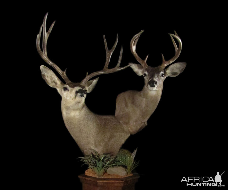 Mule & Coues Deer Double Pedestal Mount Taxidermy