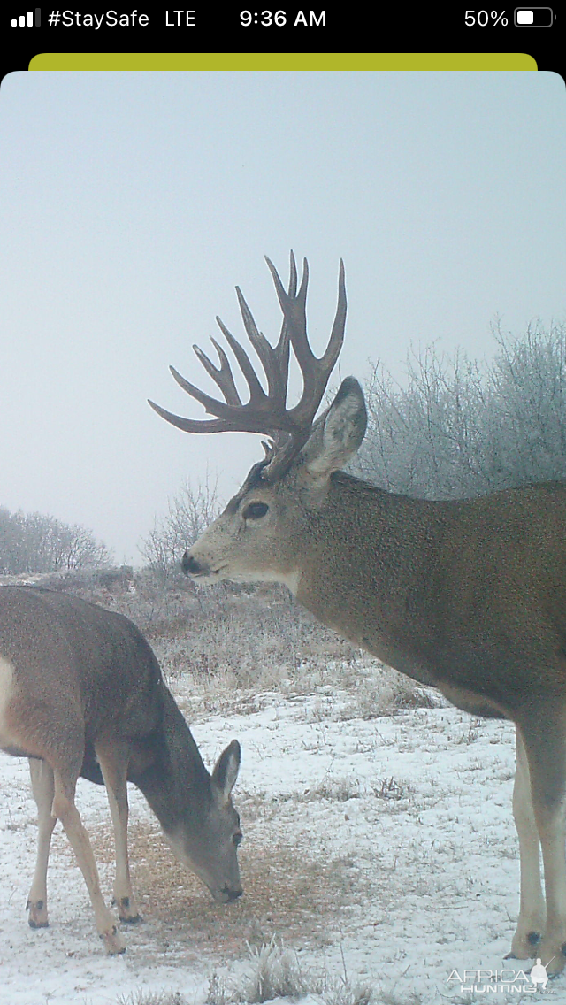 Mule Deer Canada