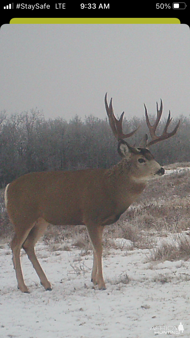 Mule Deer Canada