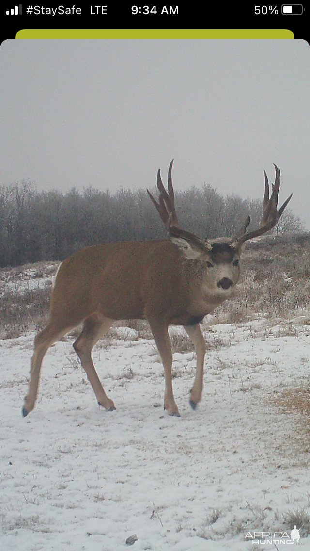 Mule Deer Canada