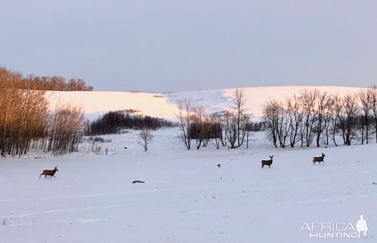 Mule Deer Canada