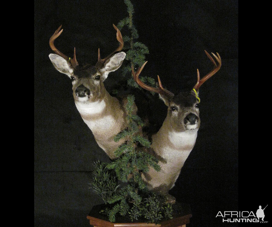 Mule Deer Double Pedestal Mount Taxidermy