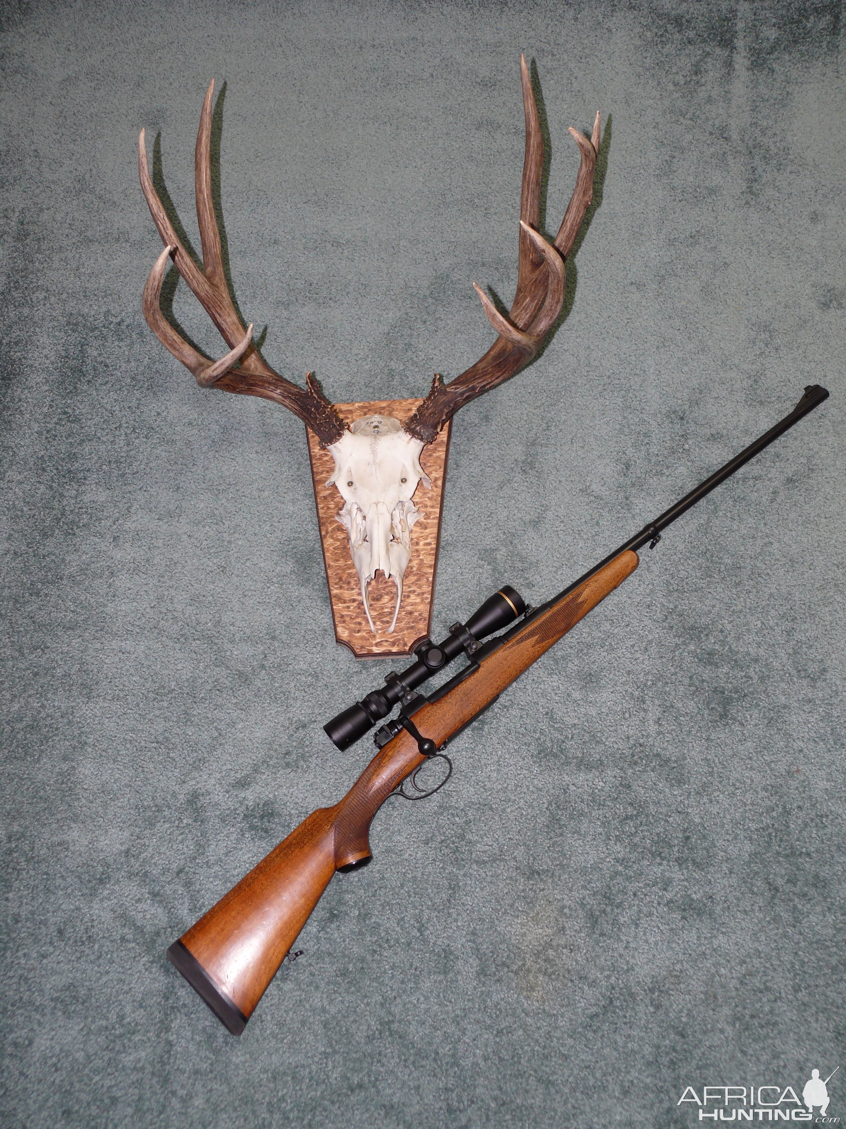 Mule Deer European Shield Mount