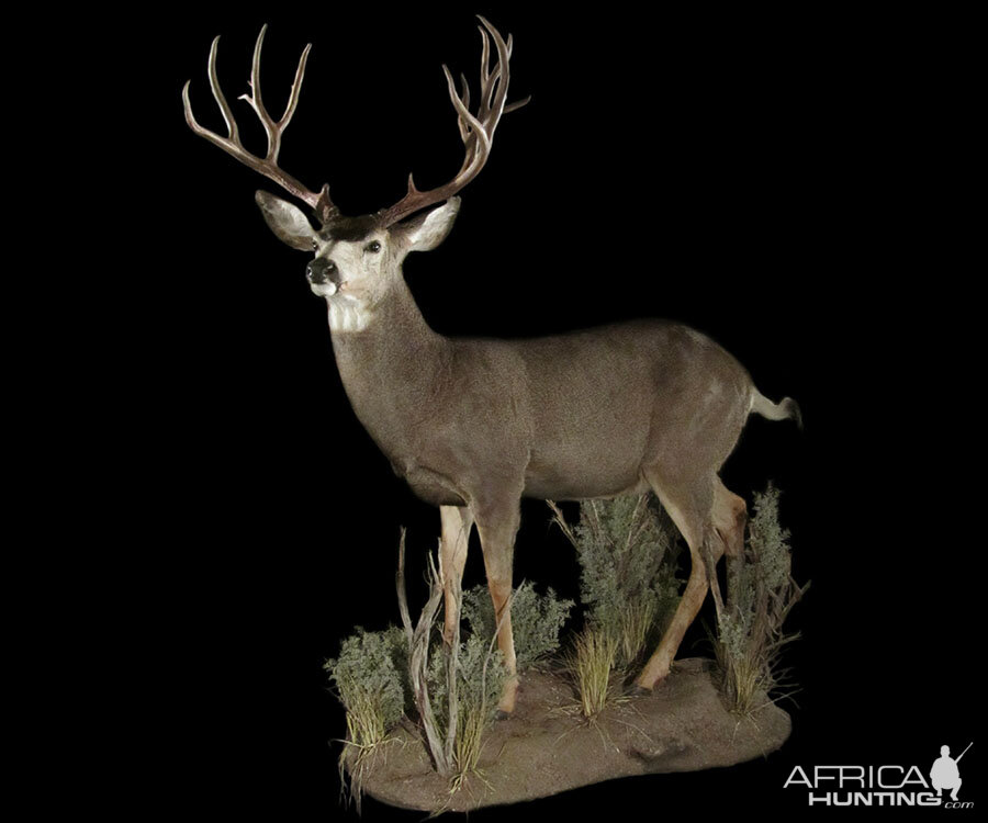 Mule Deer Full Mount Taxidermy