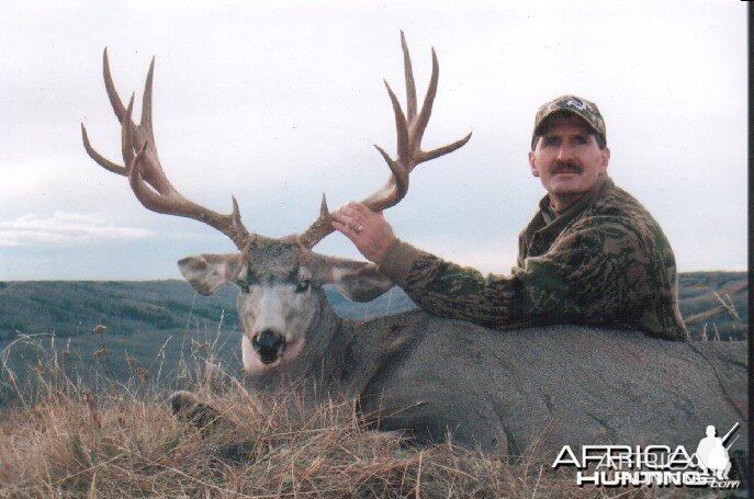 Mule Deer Hunt Alberta Canada