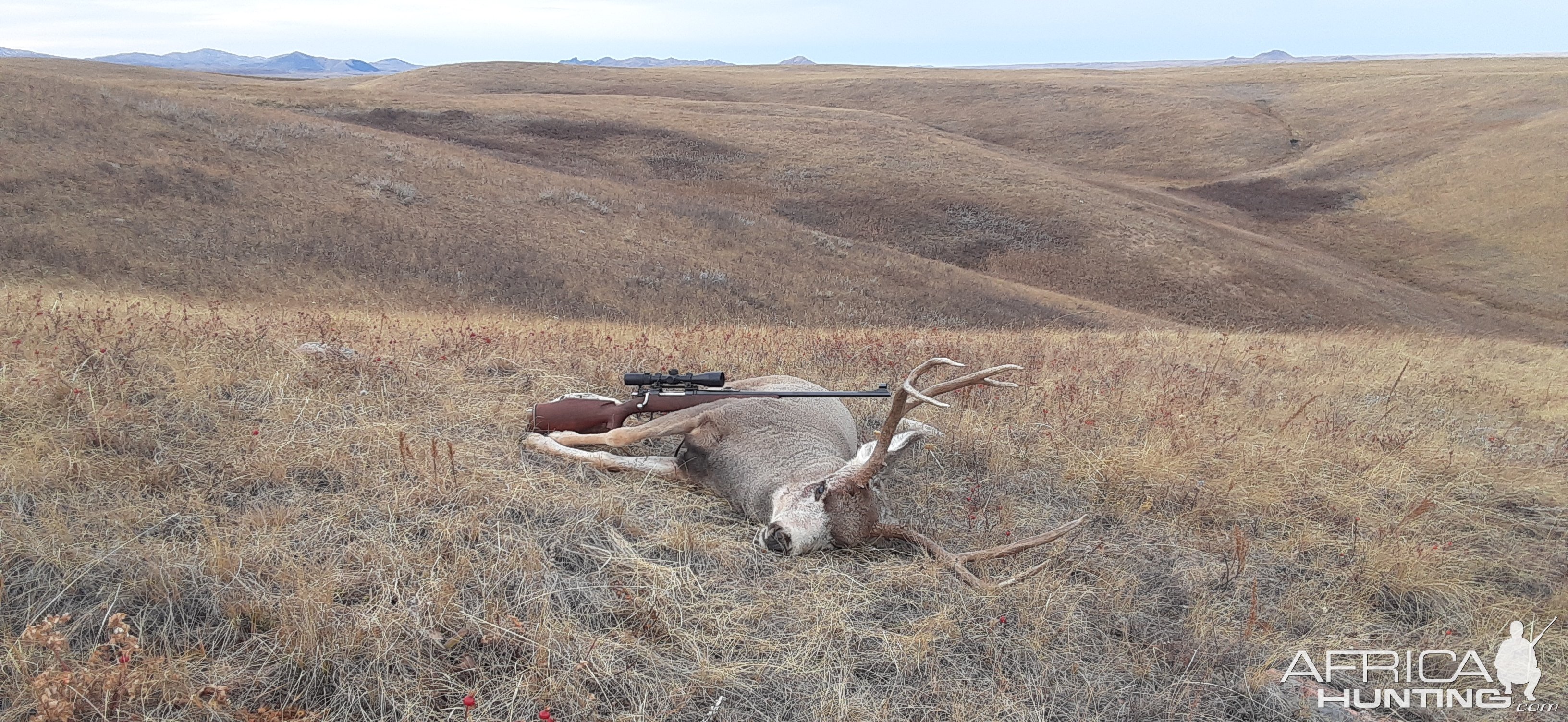 Mule Deer Hunt Canada