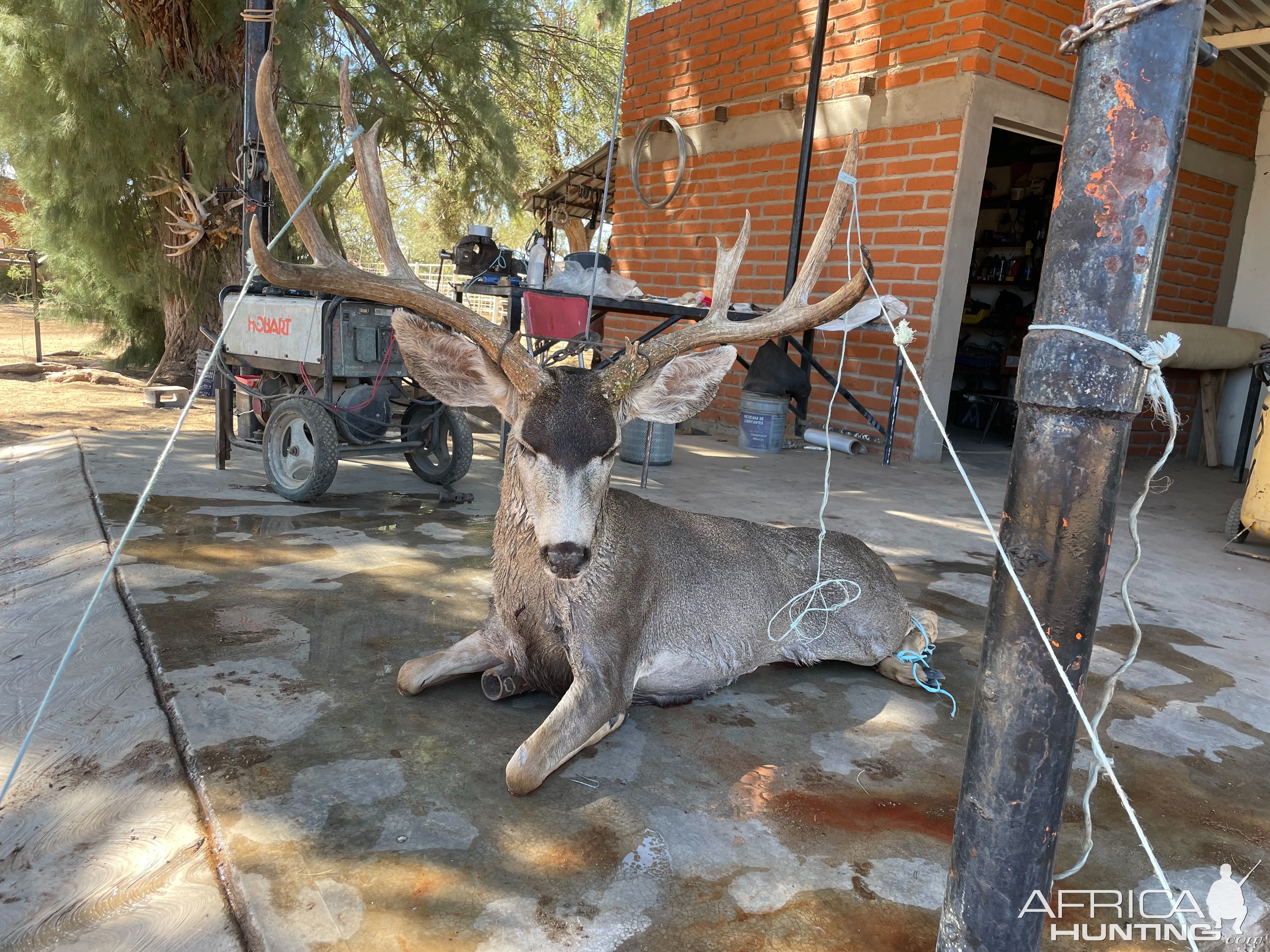 Mule Deer Hunt Mexico