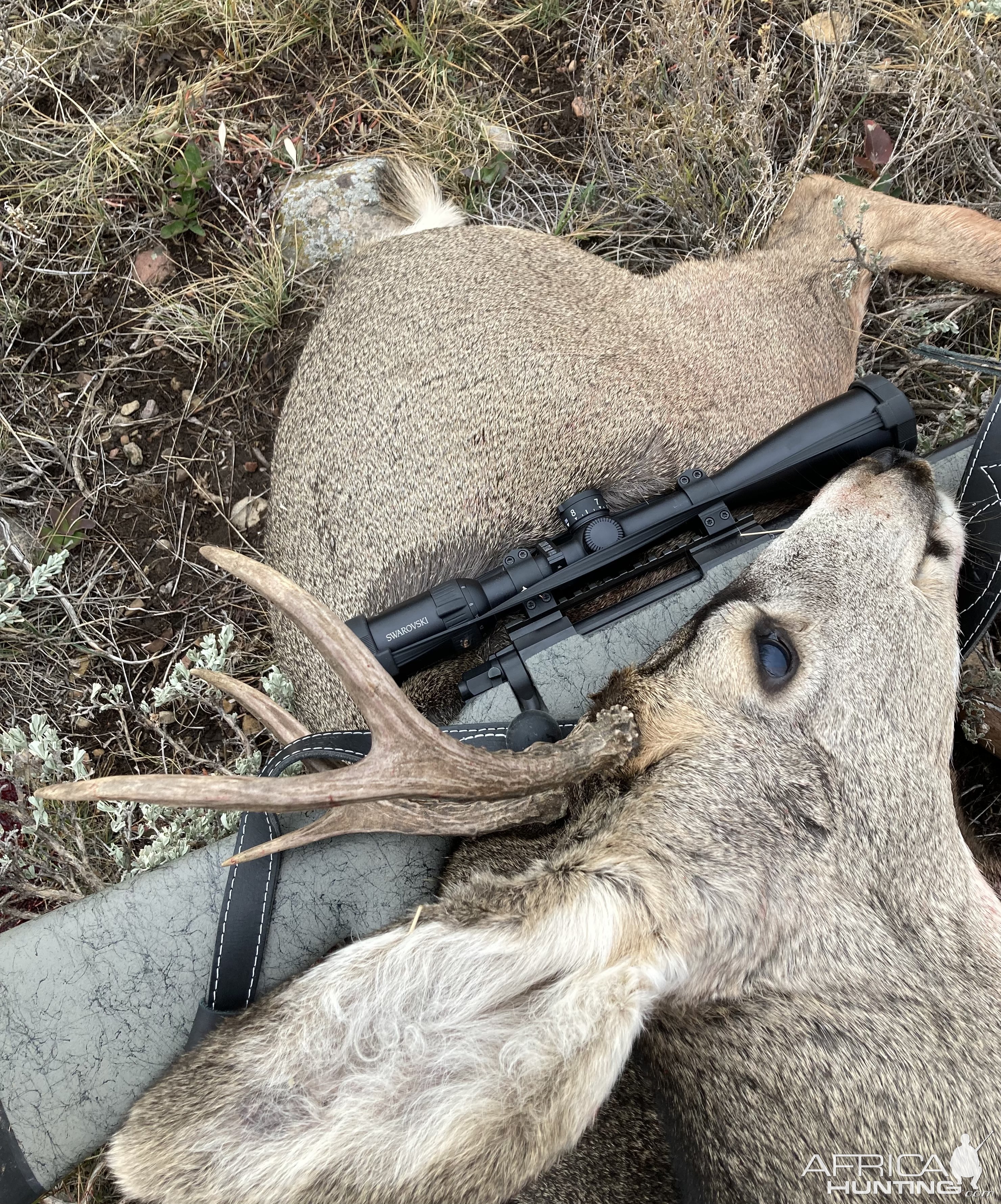 Mule Deer Hunt