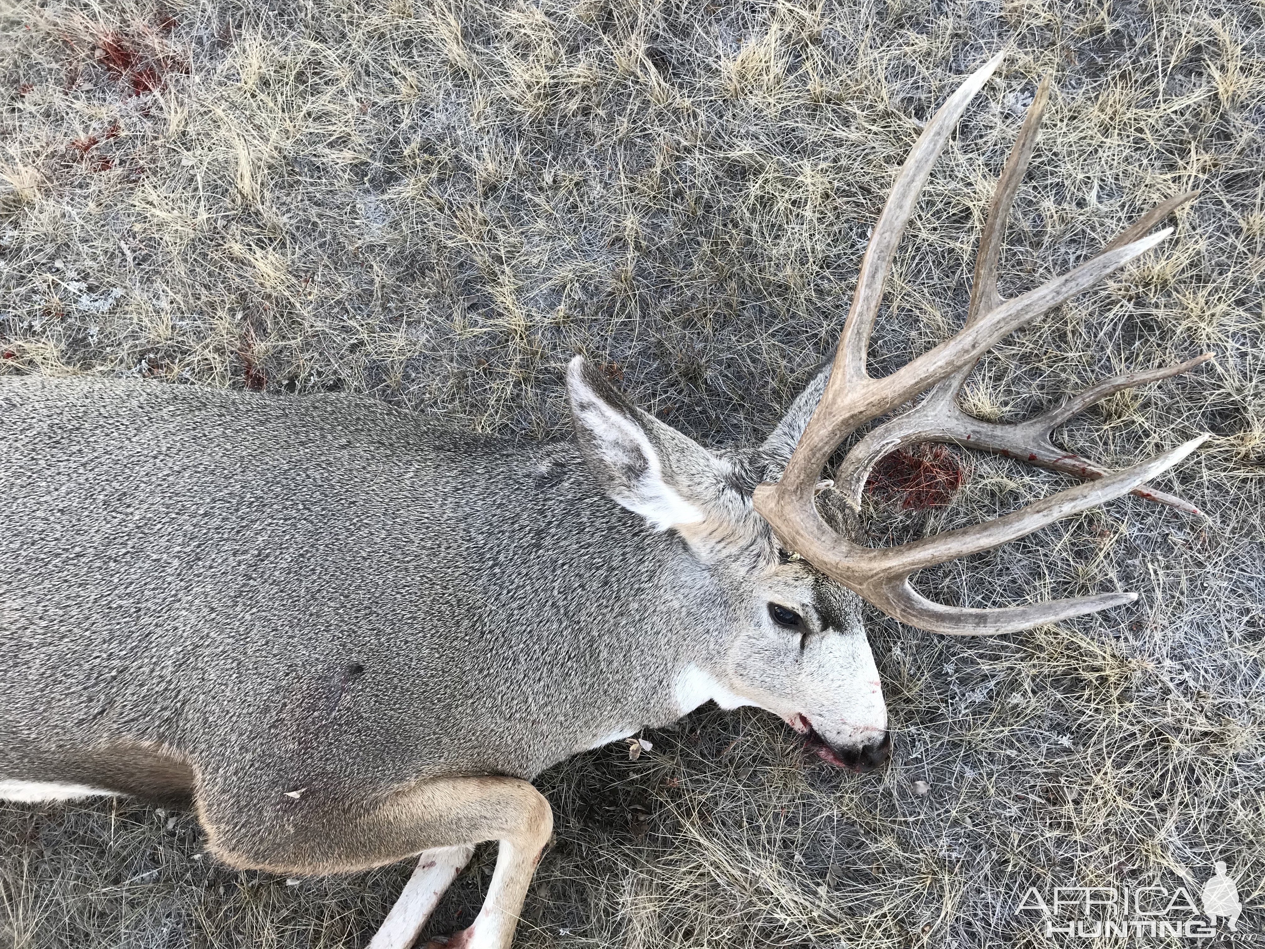 Mule Deer Hunt