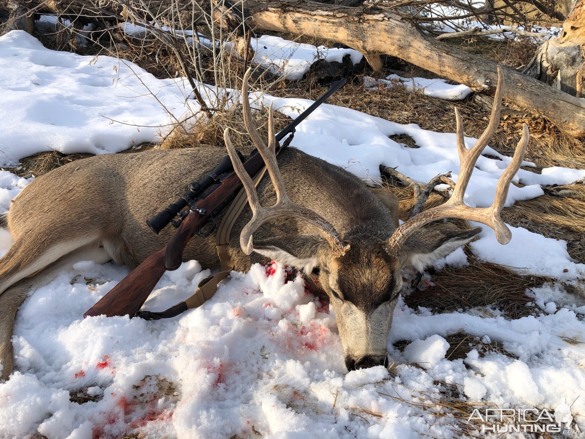 Mule Deer Hunt