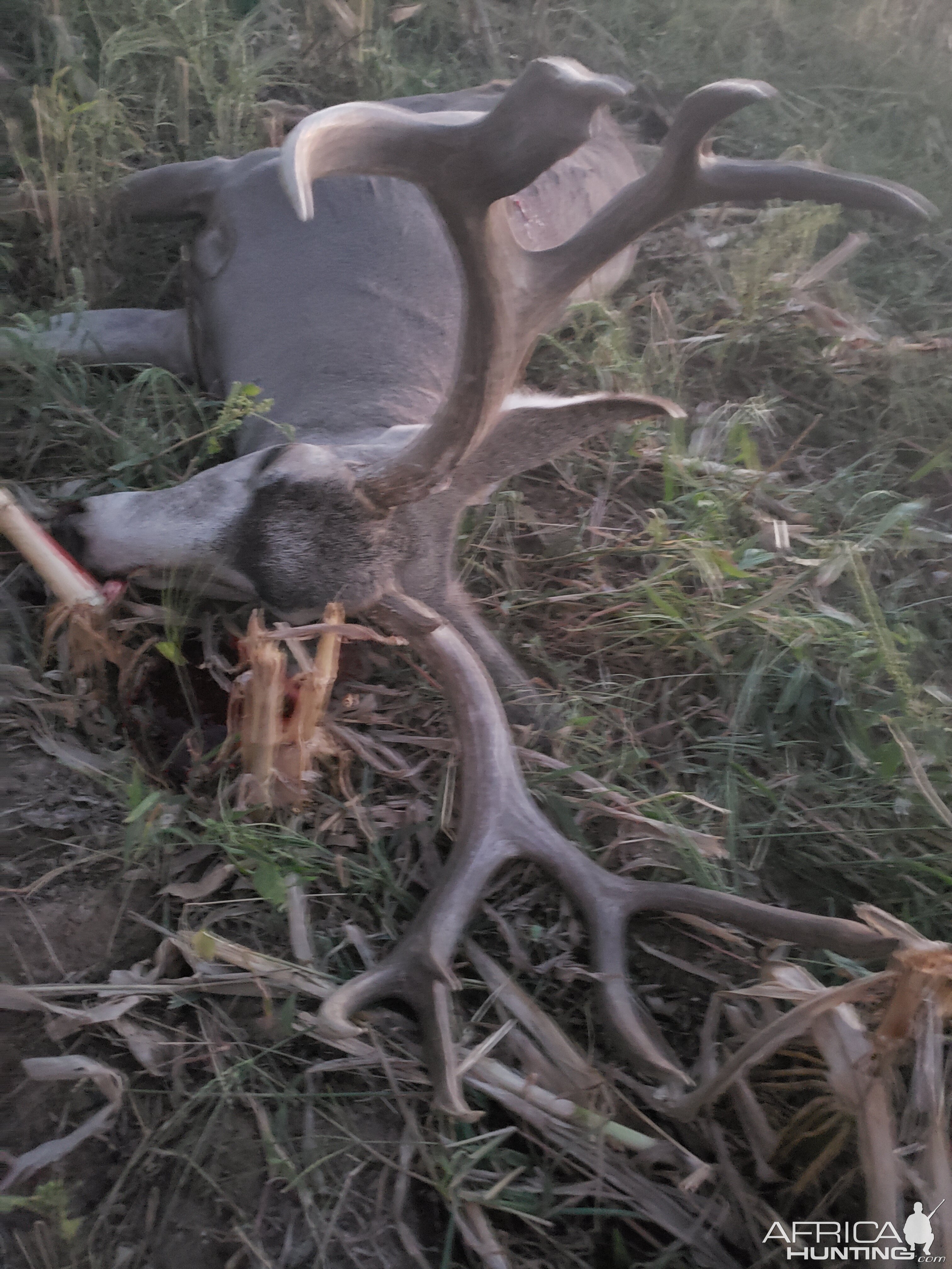 Mule Deer Hunt