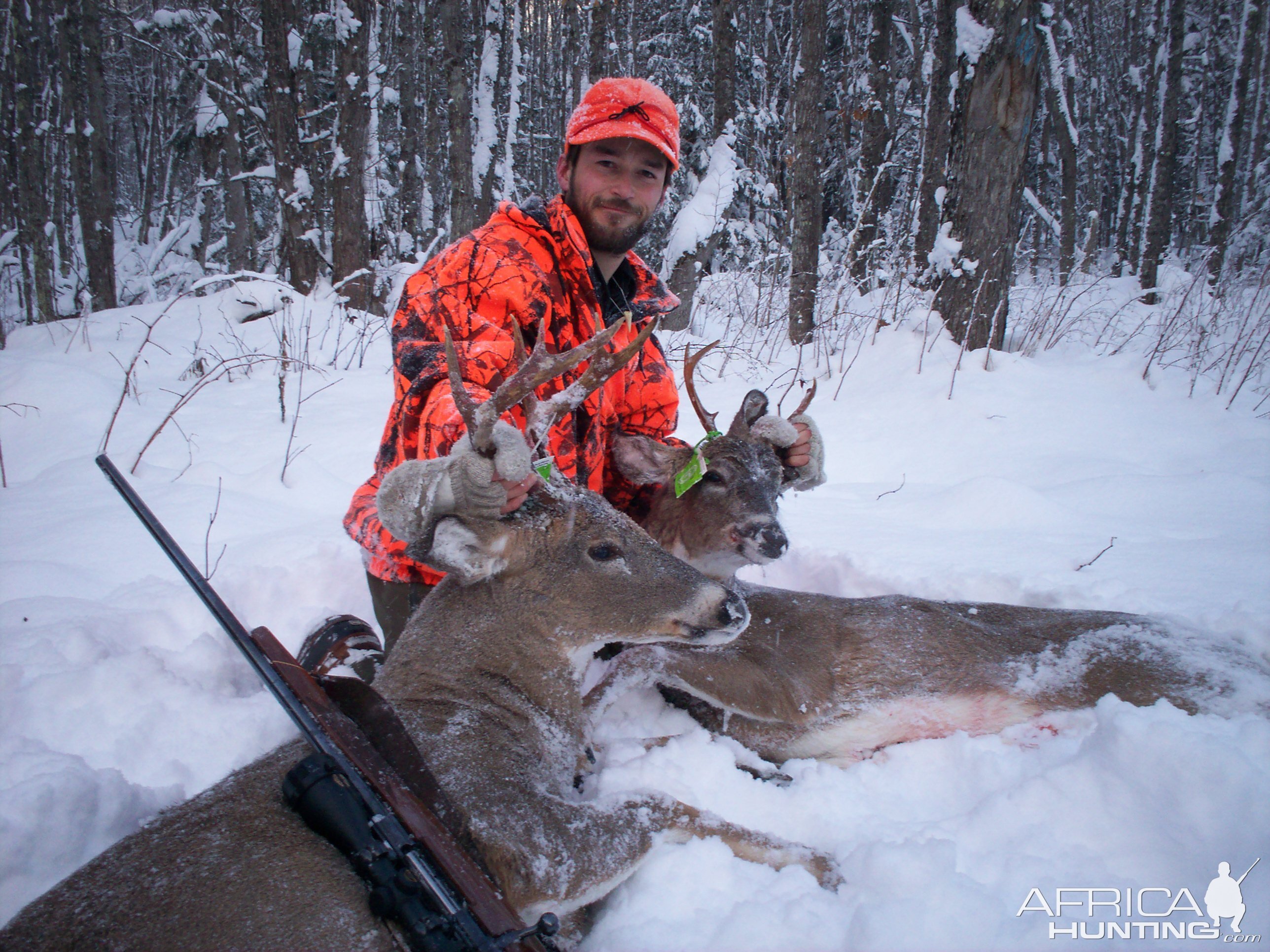 Mule Deer Hunting Canada